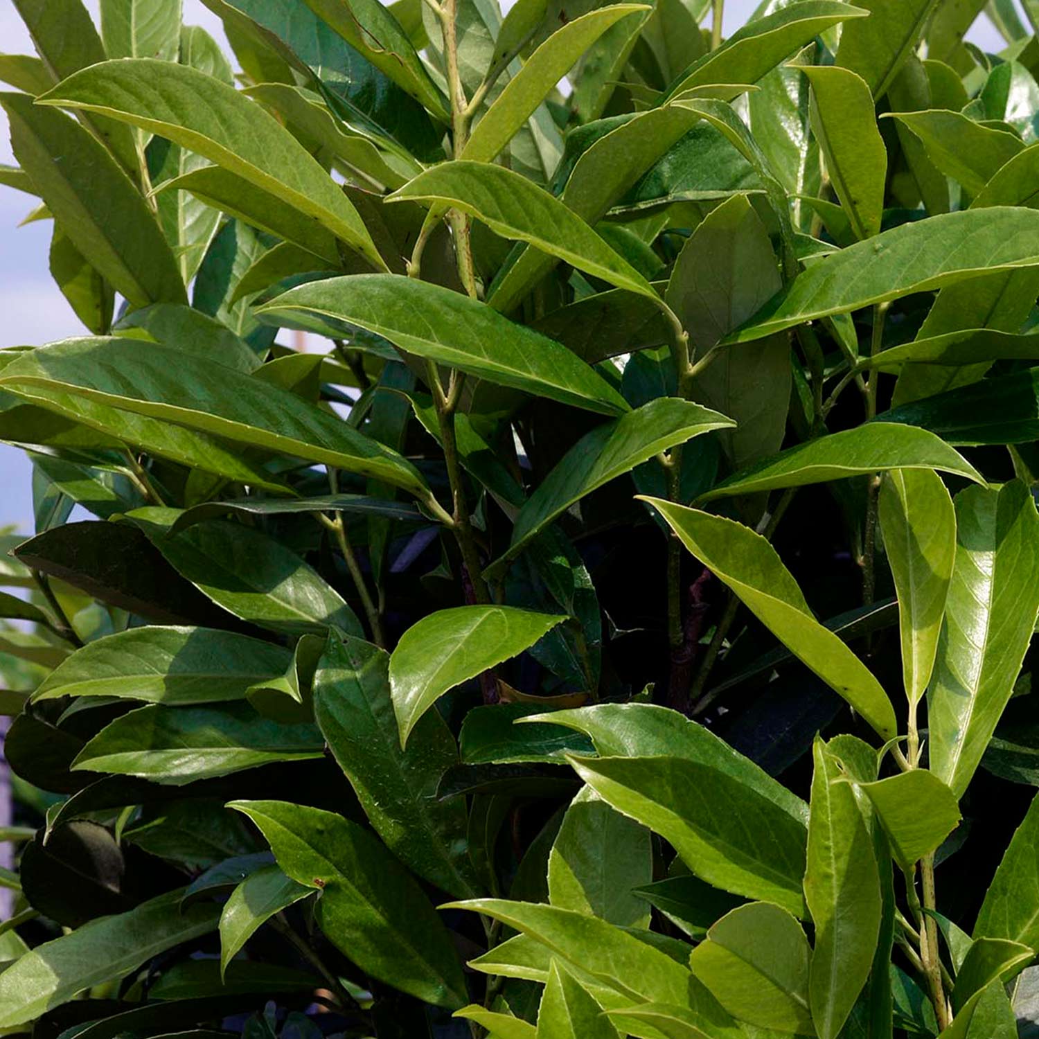 Kirschlorbeer 'Caucasica Fontanette®', 5 Liter, 80 - 100 cm Liefergröße: 80 - 100 cm