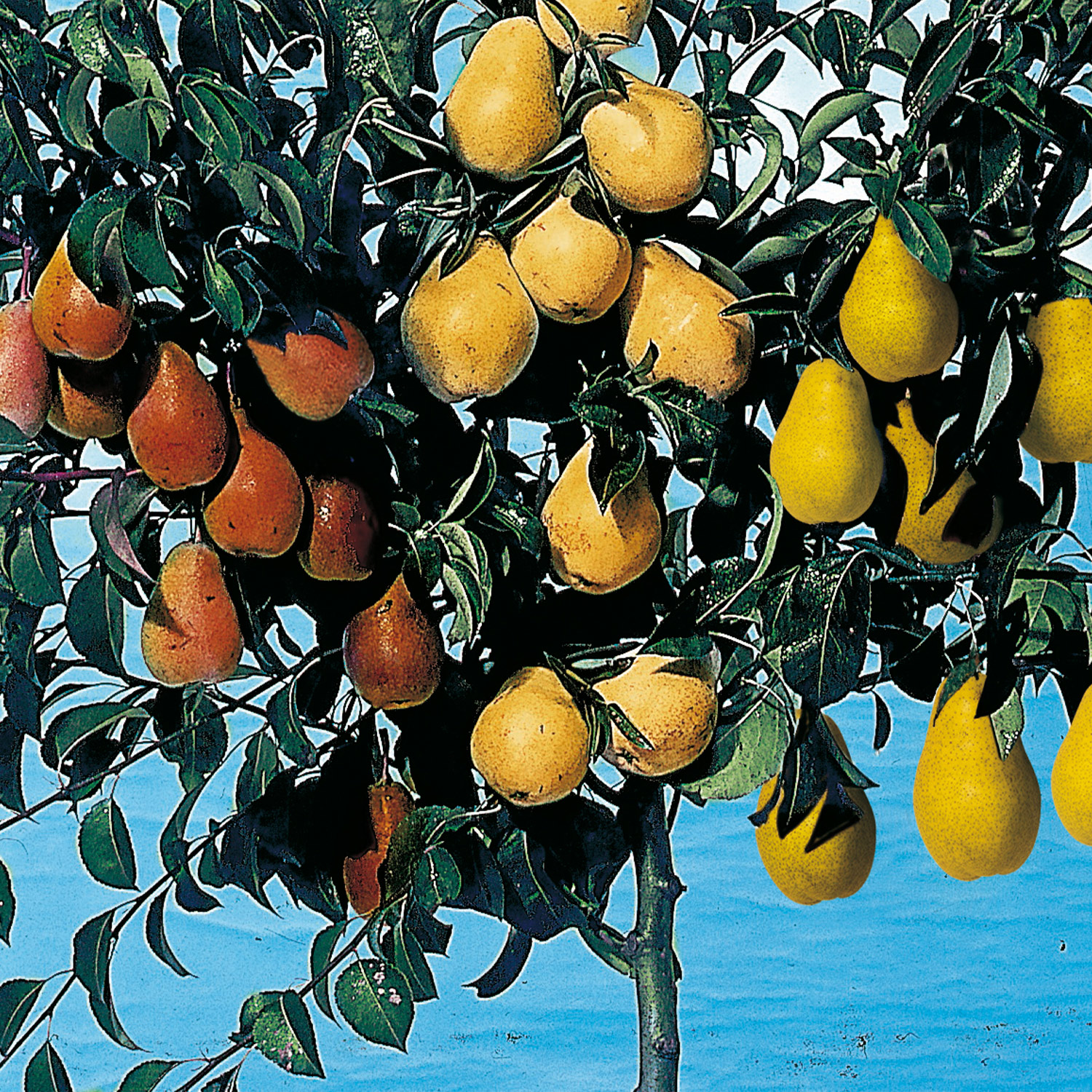 Birnen-Drilling 'Birnenfamilienbaum'