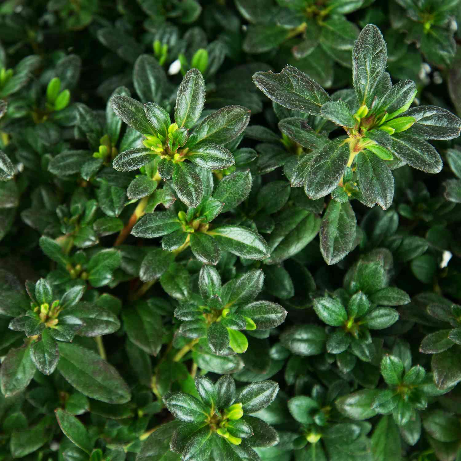 Japanische Azalee 'Melina'
