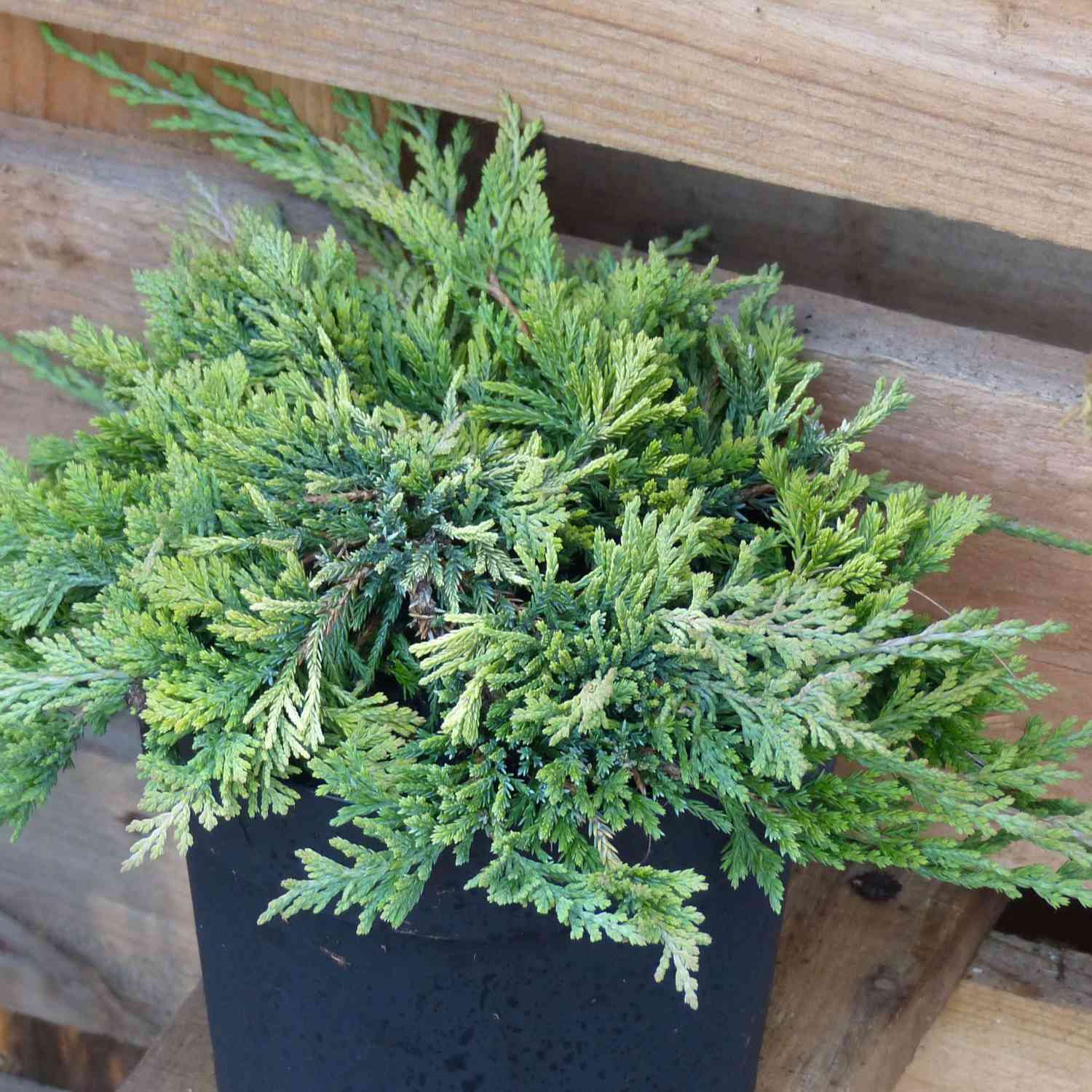 Goldener Teppichwacholder 'Golden Carpet'