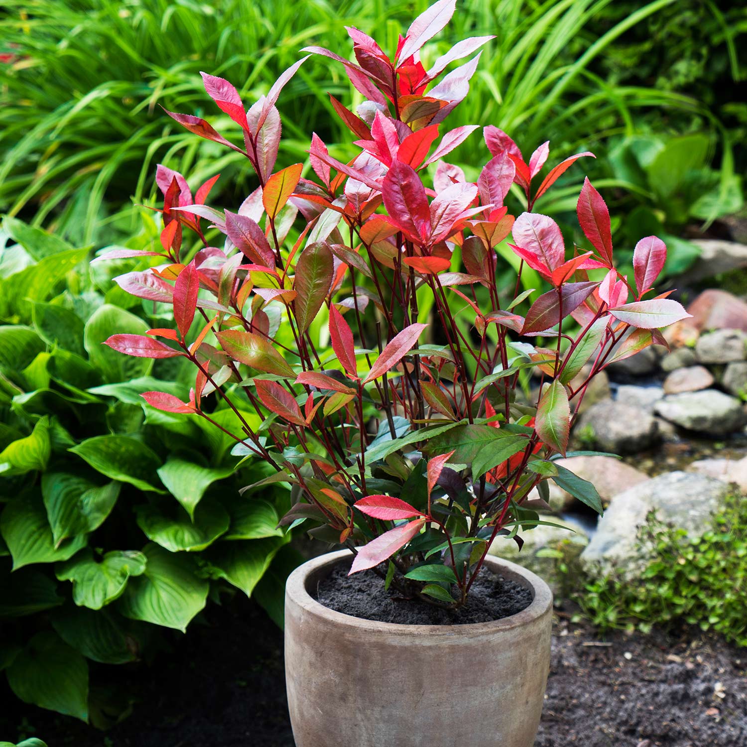 Rote Glanzmispel 'Devil's Dream®' Rote Glanzmispel 'Devil's Dream®'