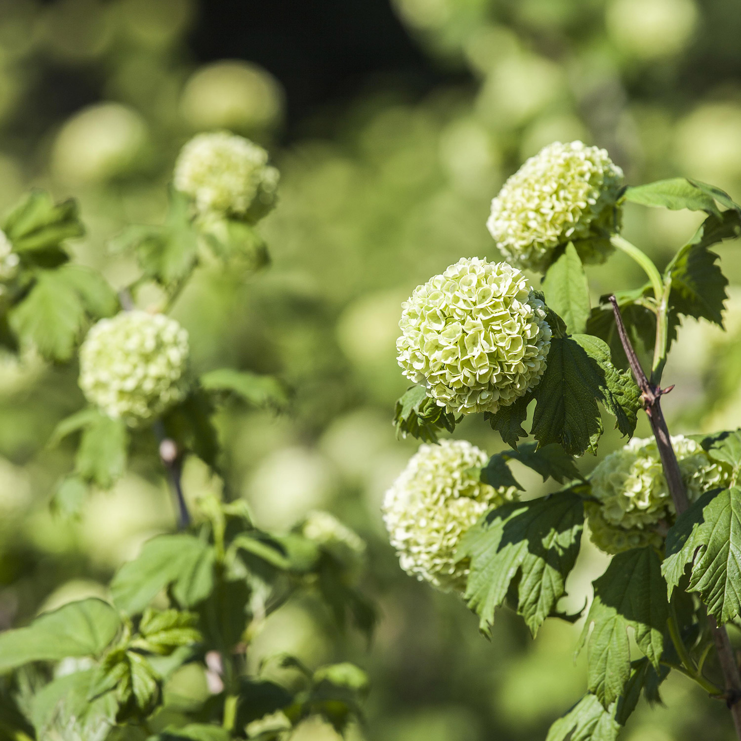 Gefüllter Schneeball 'Roseum' Gefüllter Schneeball 'Roseum'