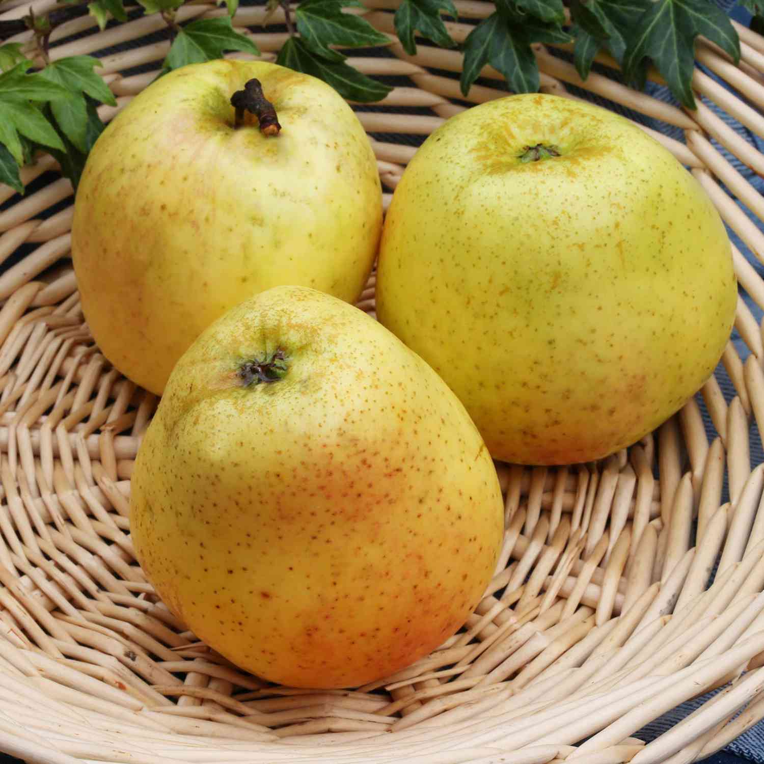 Apfel 'Weißer Winterglockenapfel Apfel 'Weißer Winterglockenapfel
