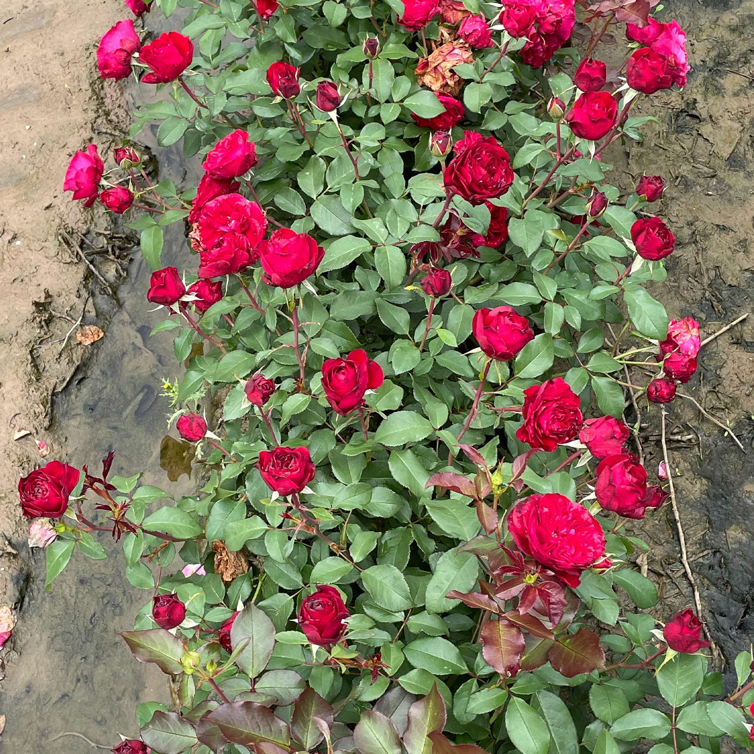 Beetrose 'Matchis®' Beetrose 'Matchis®'