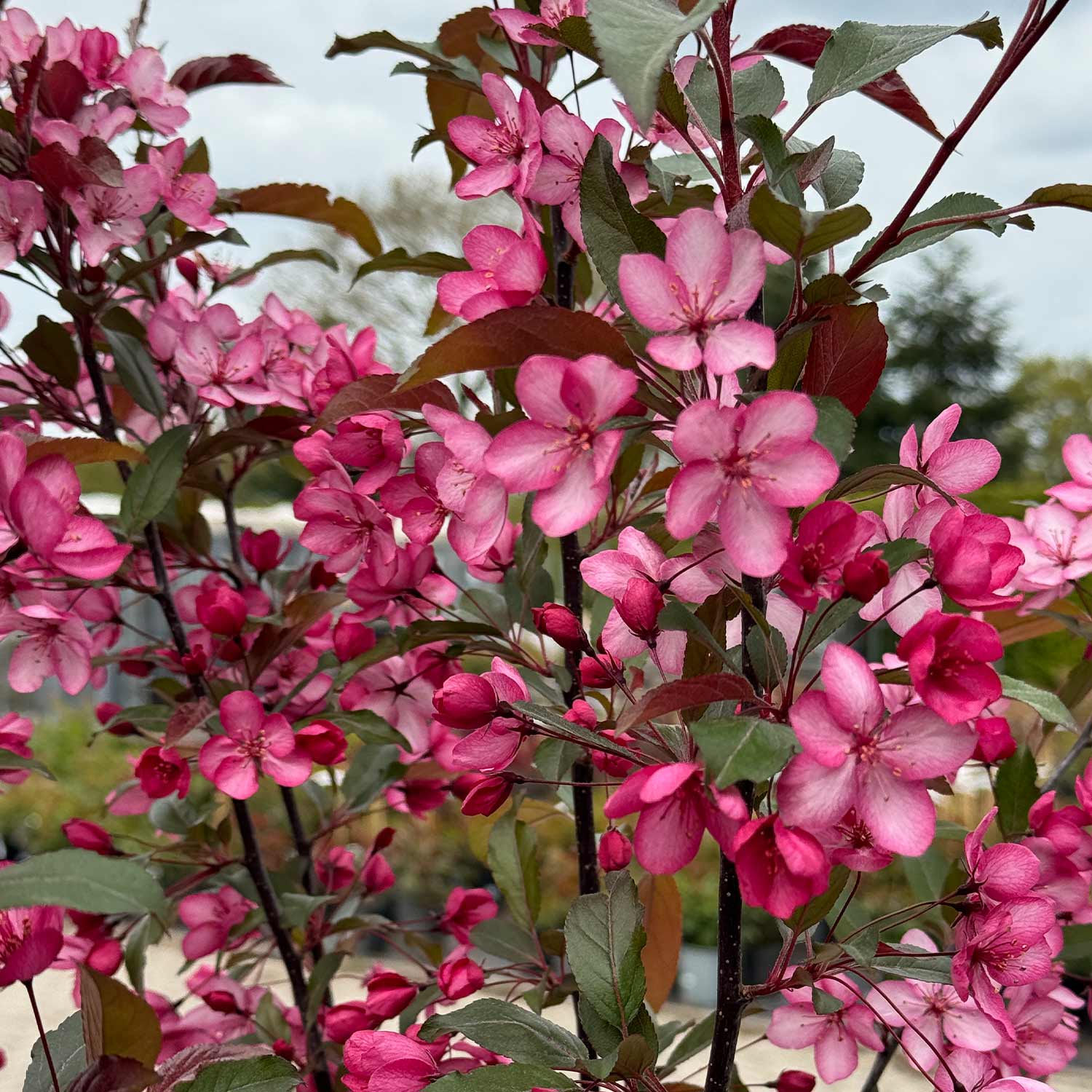 Roter Blumenhartriegel 'Rubra' Roter Blumenhartriegel 'Rubra'