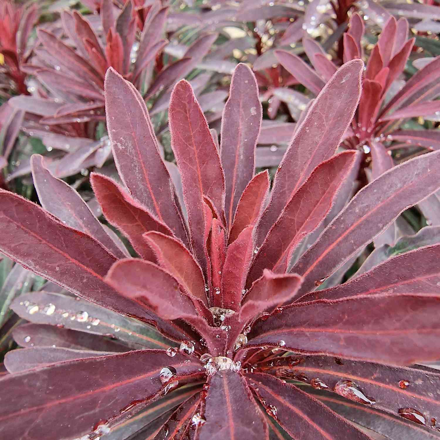 Wolfsmilch 'Miners Merlot' Wolfsmilch 'Miners Merlot'