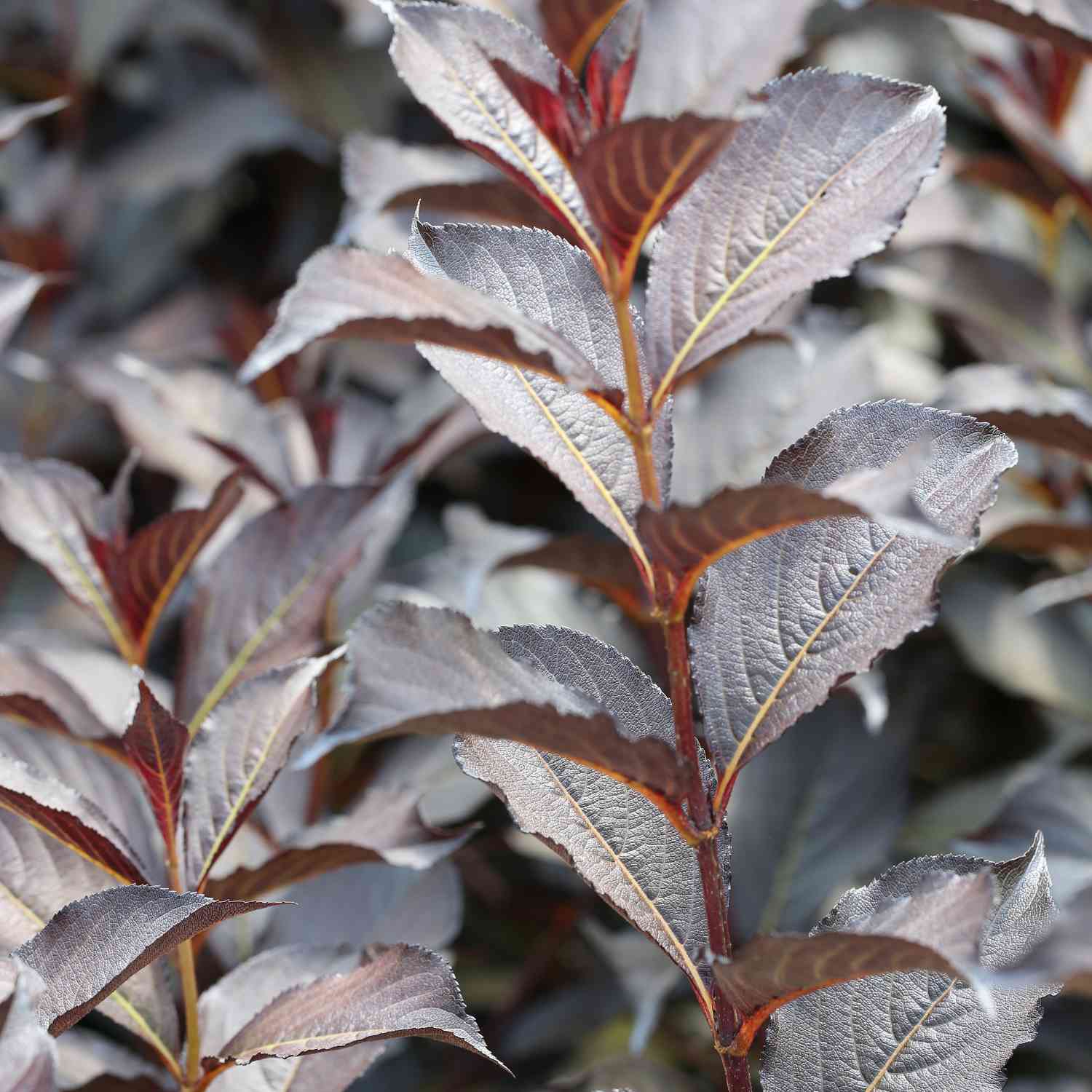 Dunkellaubige Weigelie 'Alexandra'