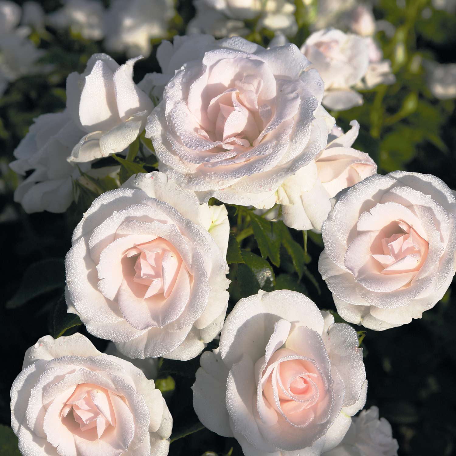 Stammrose 'Aspirin Rose®' - ADR-Rose - 60 cm Stamm Wurzelnackte Pflanze, Stammrose mit min. 3 starken Trieben Liefergröße: Stammrose mit min. 3 starken Trieben