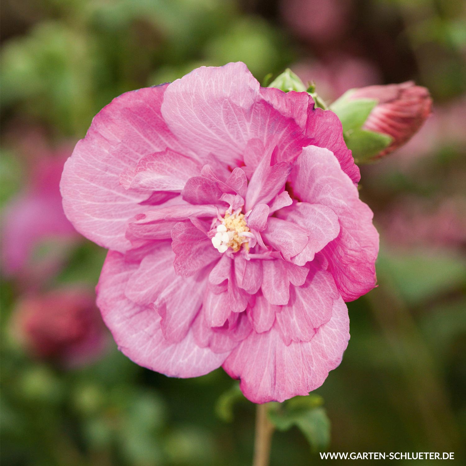Kategorie <b>Blütensträucher und Ziergehölze </b> - Garteneibisch 'Magenta Chiffon®', 3 - 5 Liter, 60 - 80 cm Liefergröße: 60 - 80 cm - Hibiscus syriacus 'Magenta Chiffon®'