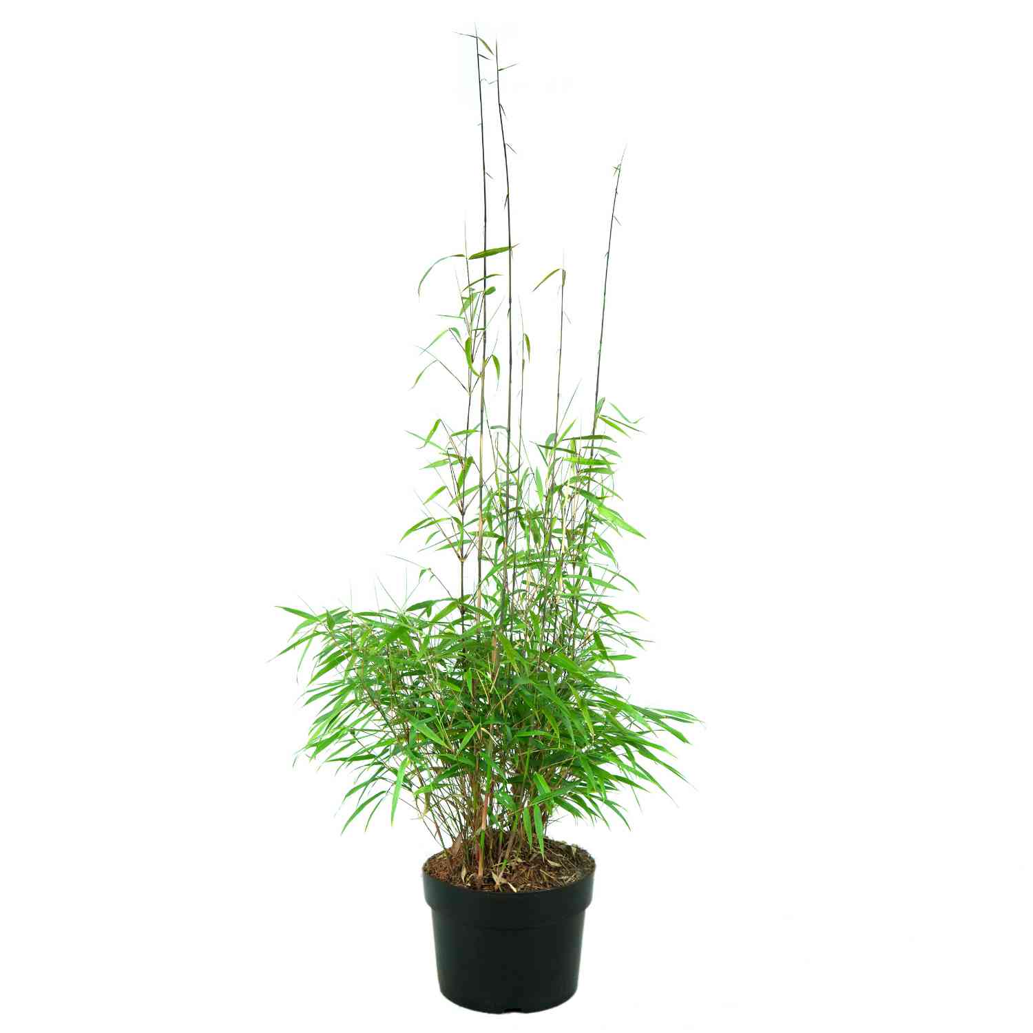 Heckenbambus 'Asian Wonder'
