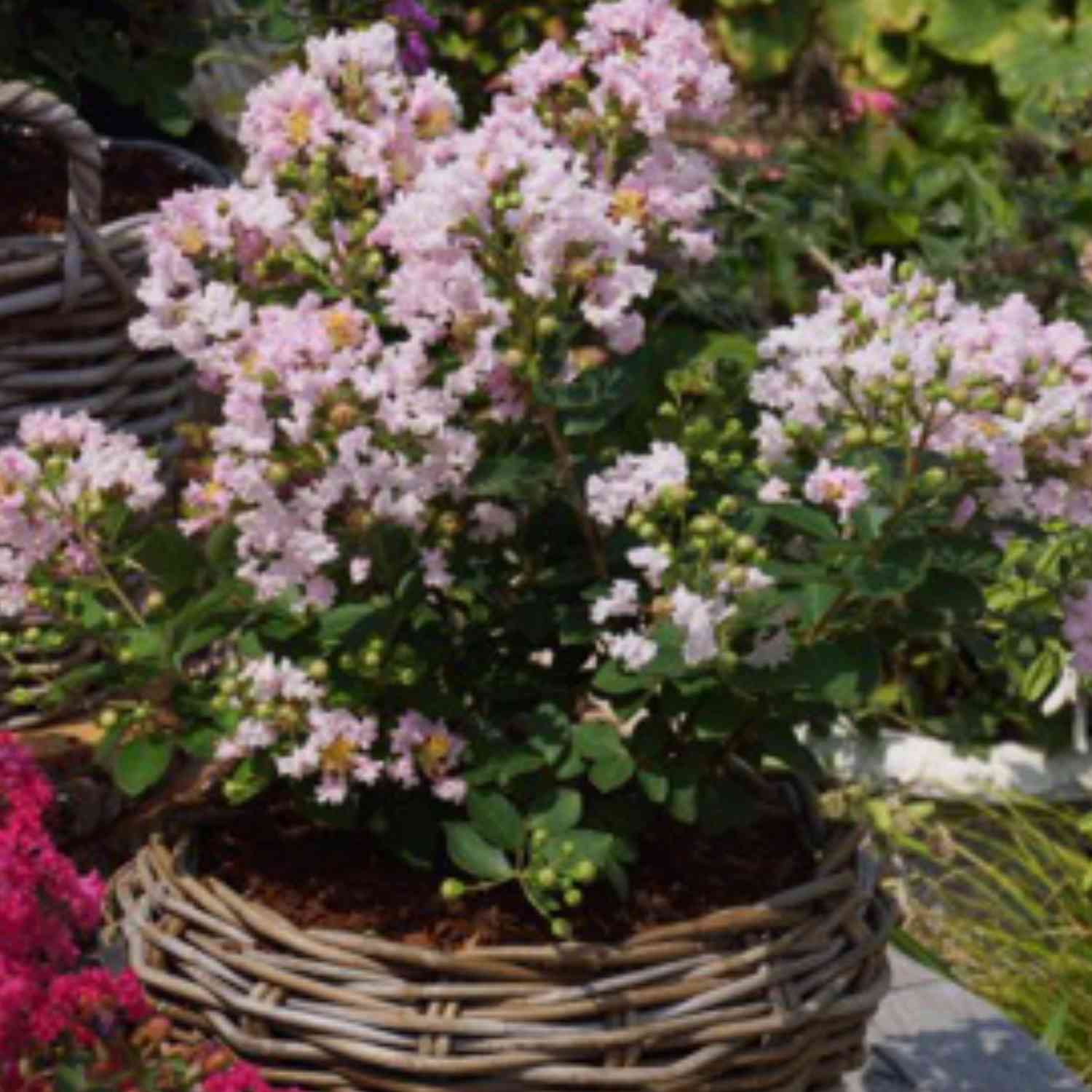 Flieder des Südens 'With Love® Babe'