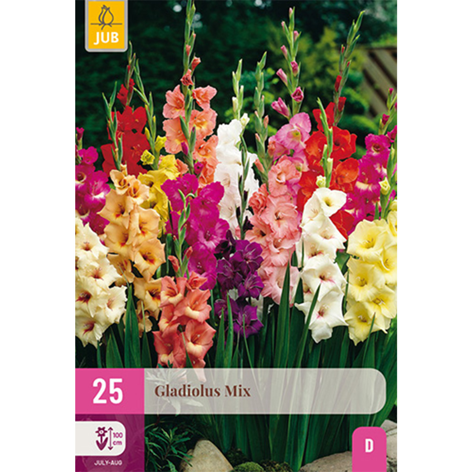 Gladiolen 'Mix' - 25 Stück
