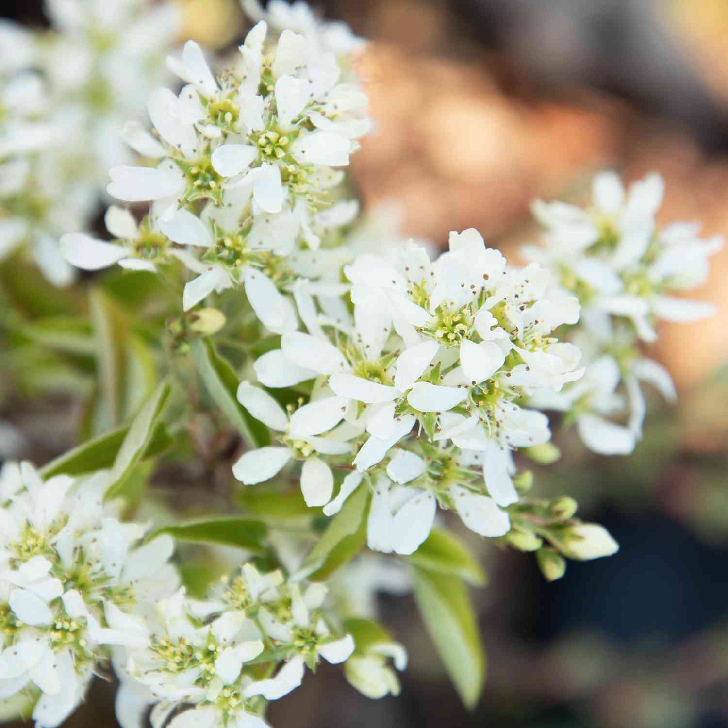 Erlenblättrige Felsenbirne 'Greatberry Farm®'