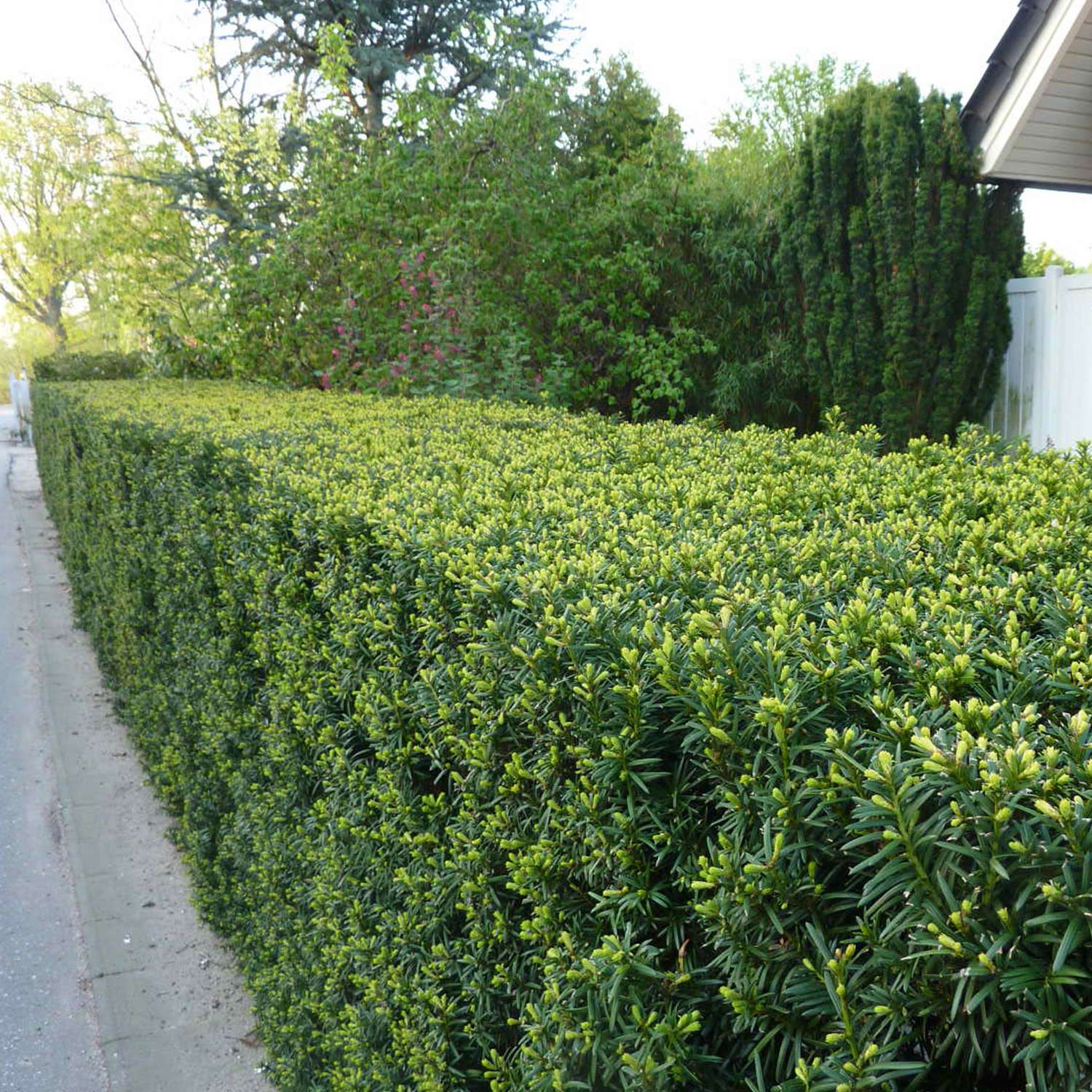 Europäische Eibe Europäische Eibe