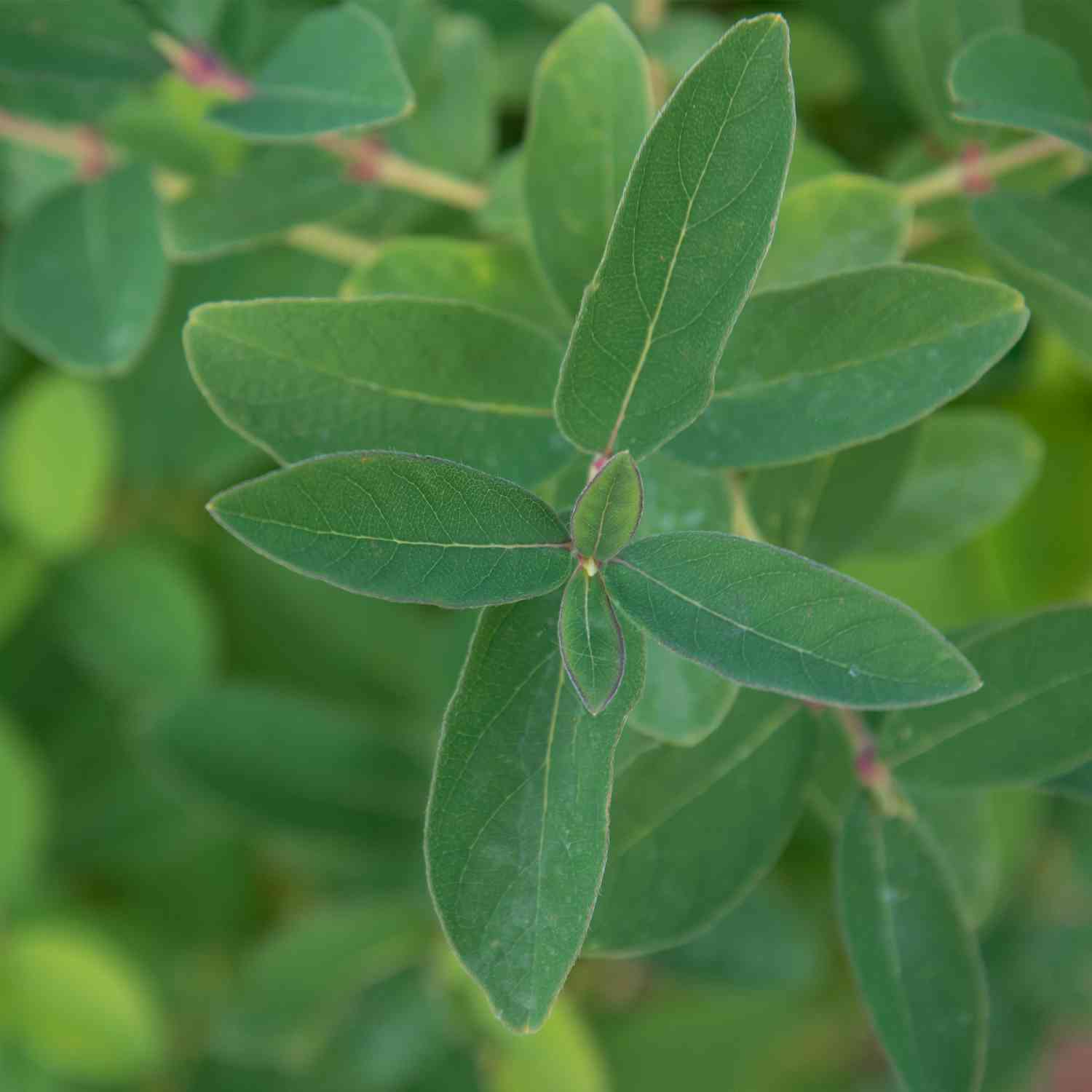 Sibirische Blaubeere 'Kalinka'® - Honigbeere
