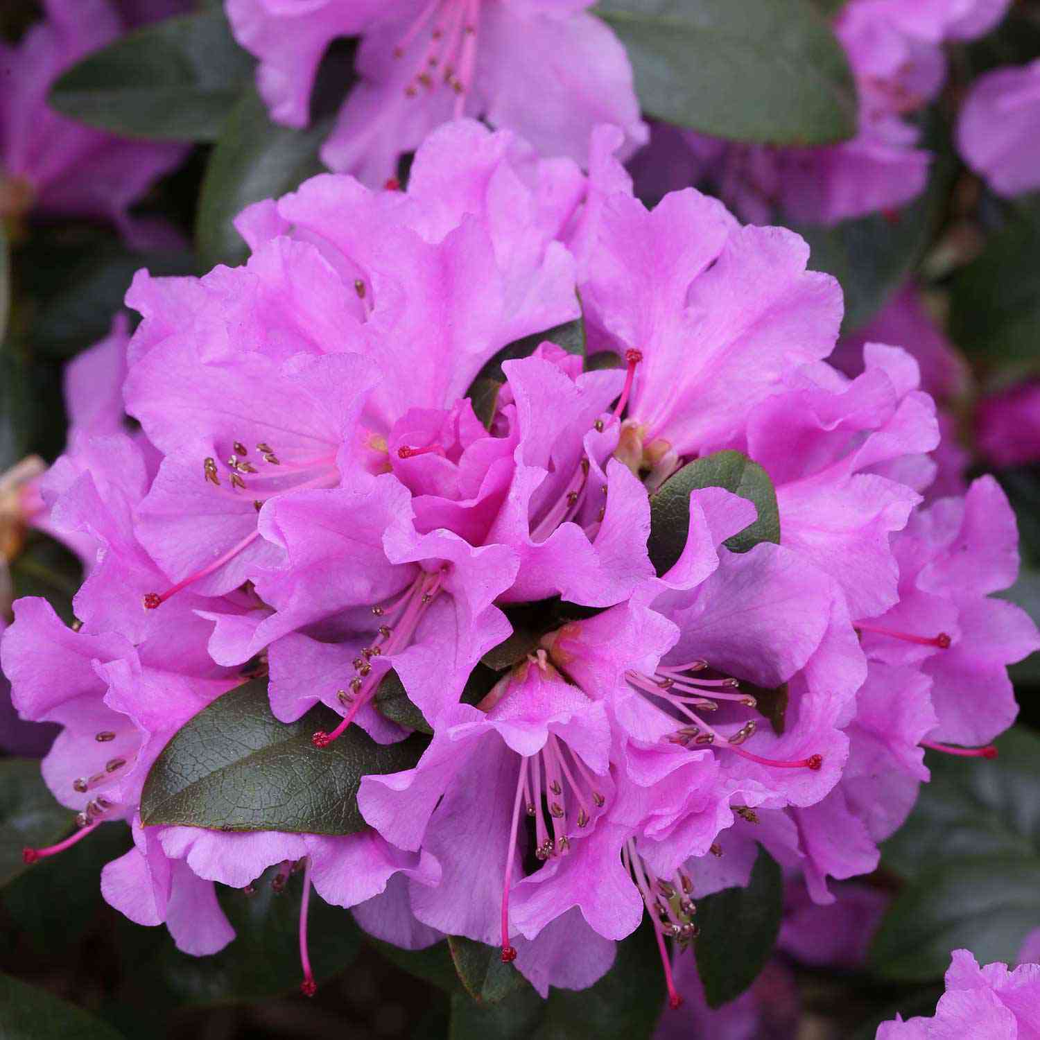 Zwerg-Rhododendron 'Praecox'