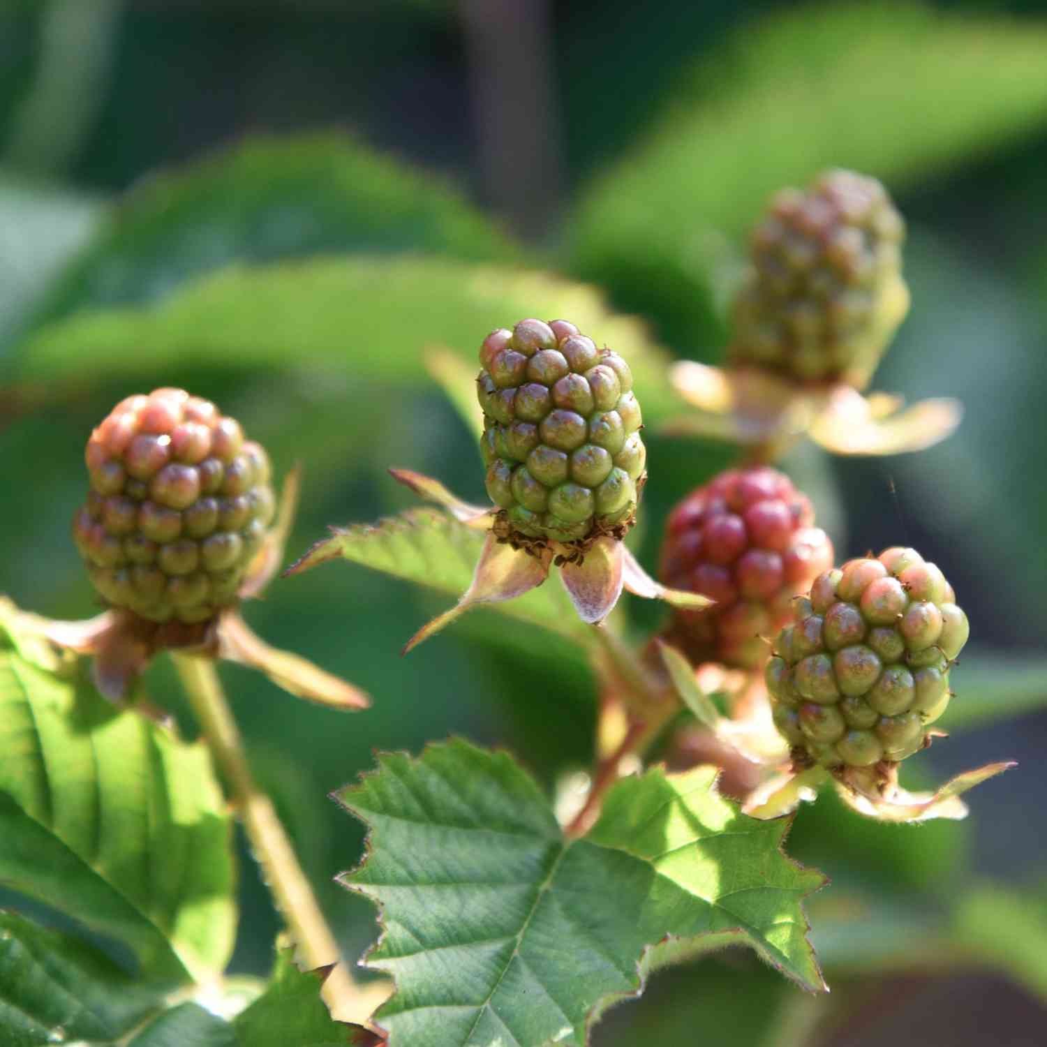 Dornenlose Brombeere 'Navaho® Summerlong®'