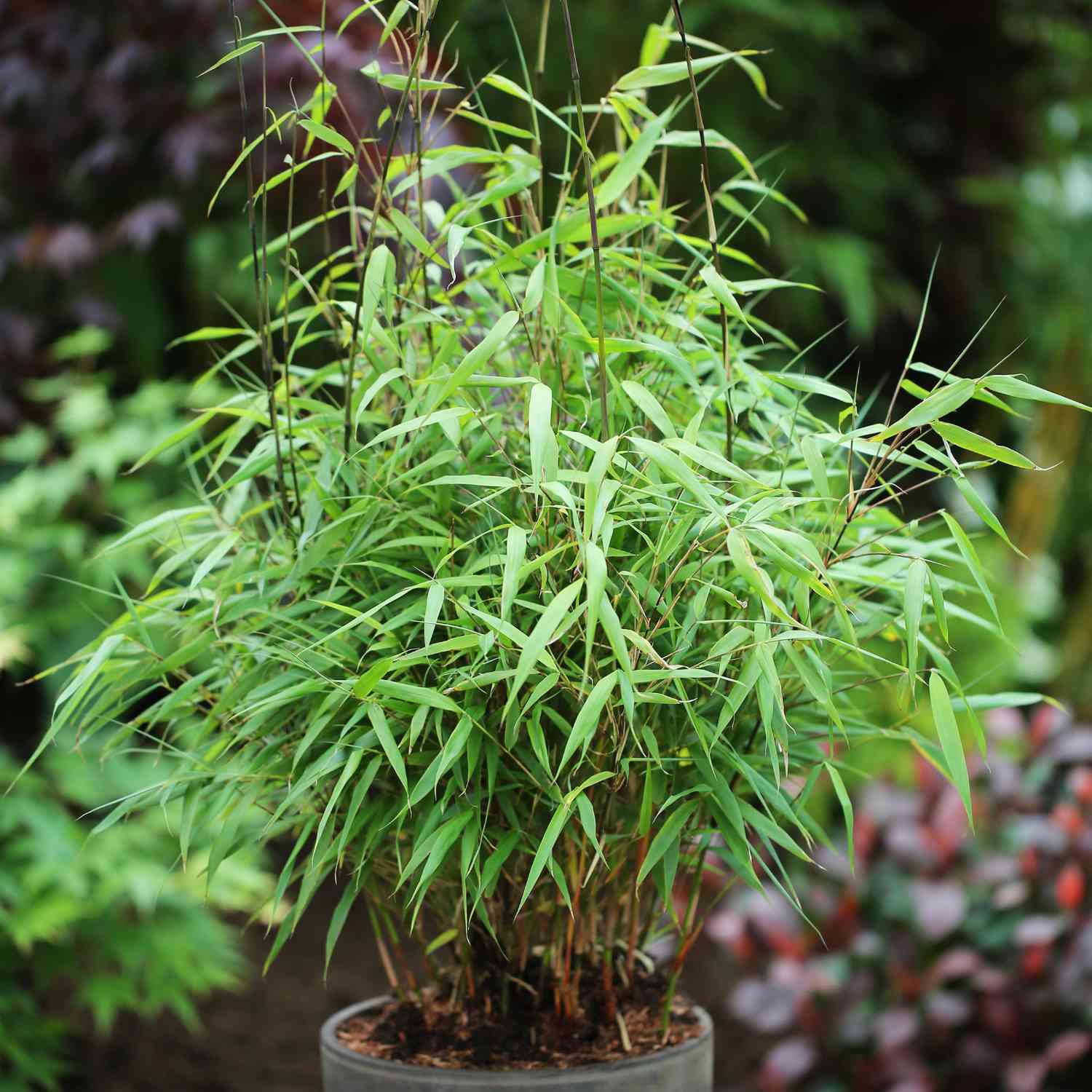 Heckenbambus 'Asian Wonder'