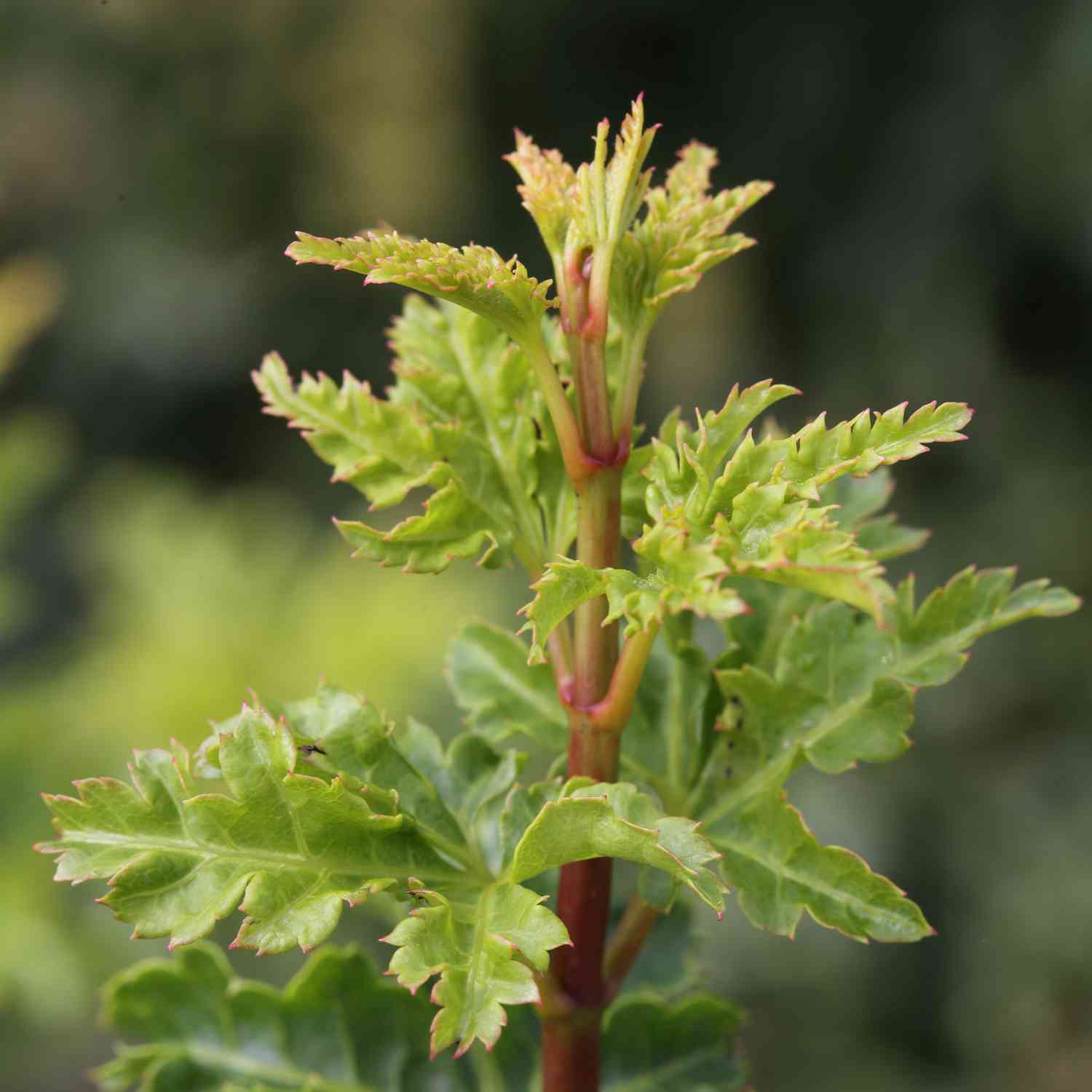 Fächerahorn 'Shishigashira'