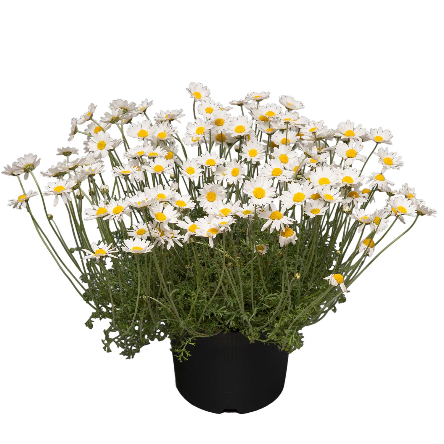 Karpaten-Hundskamille Lieferform: Im 9 cm Topf