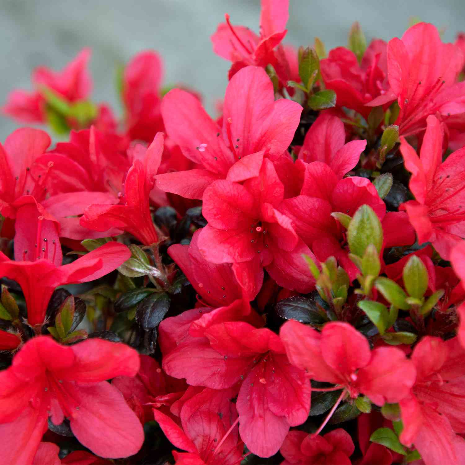 Rhododendron 'Little Red'