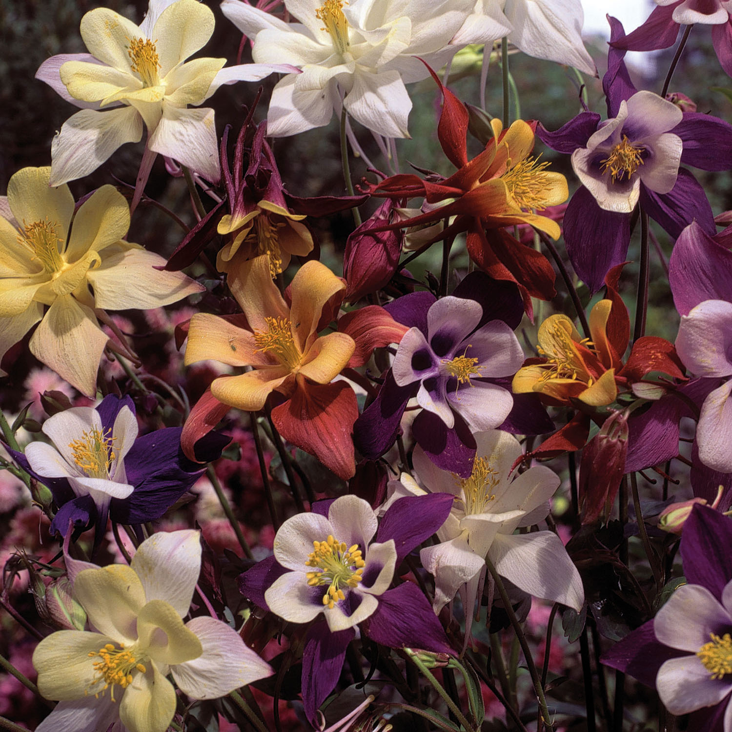 Kategorie <b>Stauden </b> - Akelei 'Biedermeier' - Mischung Lieferform: Im 9 cm Topf - Aquilegia caerulea 'Biedermeier'