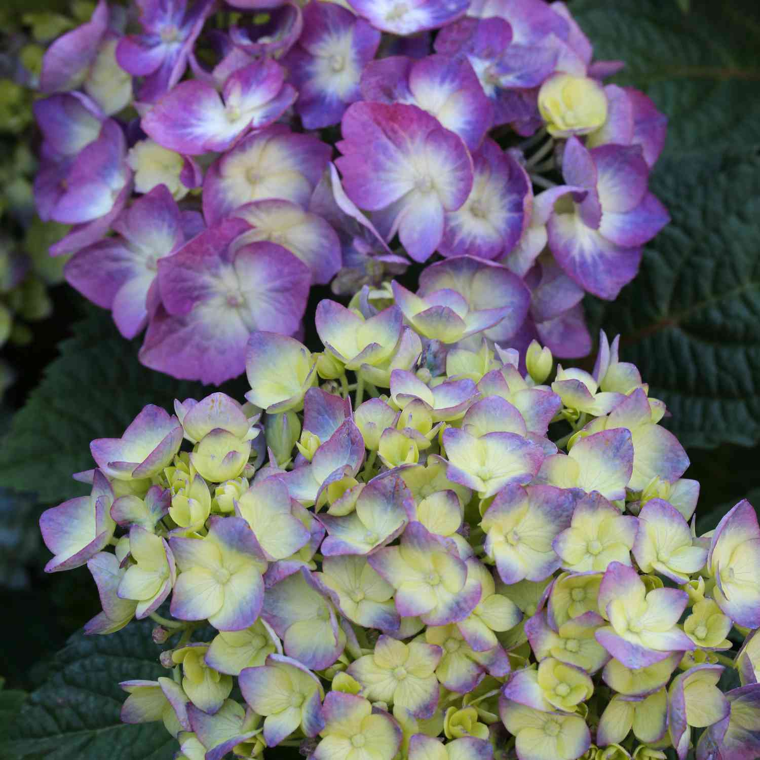 Hortensie 'Endless Summer® BloomStar®' Hortensie 'Endless Summer® BloomStar®'