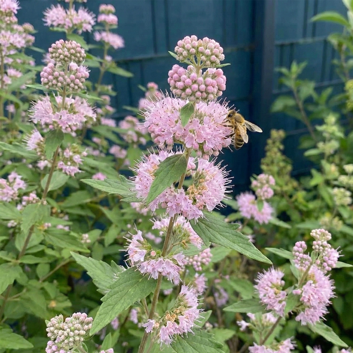 Kategorie <b>Produkt ohne Kategoriezuordnung </b> - Bartblume 'Stephi' 3 Liter Topf, 40 - 60 cm Liefergröße: 40 - 60 cm - Caryopteris 'Stephi'