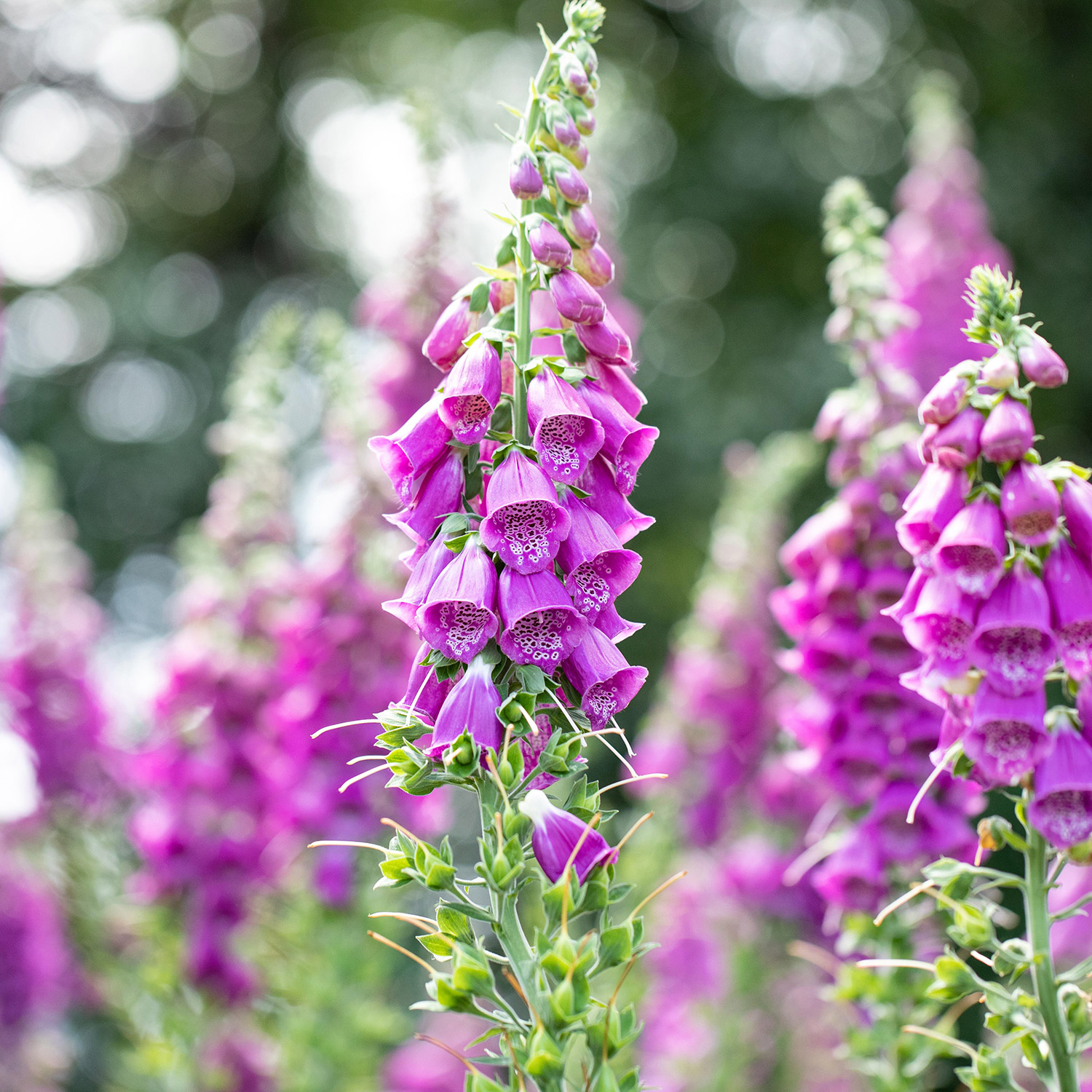 Kategorie <b>Stauden </b> - Fingerhut - Digitalis purpurea Lieferform: Im 9 cm Topf - Digitalis purpurea