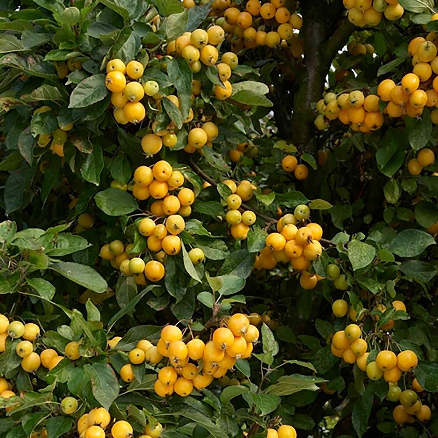 Zierapfel 'Golden Hornet'