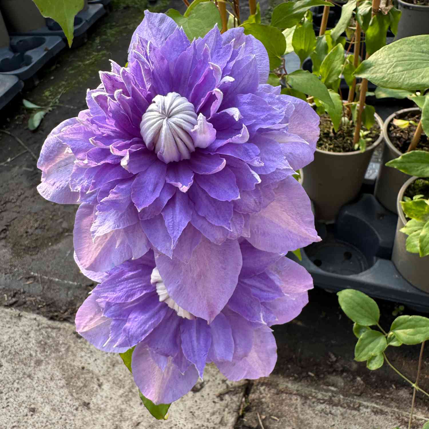Clematis 'Diamantina® TM Evipo 039 (N)'