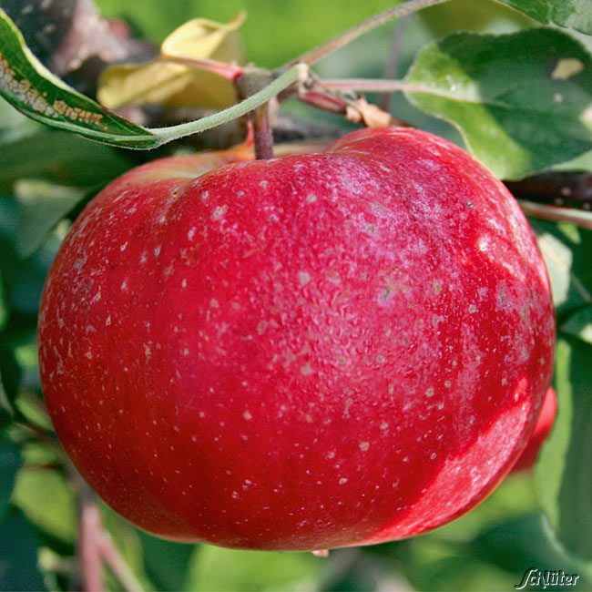 Apfel 'Redlove® Era®'