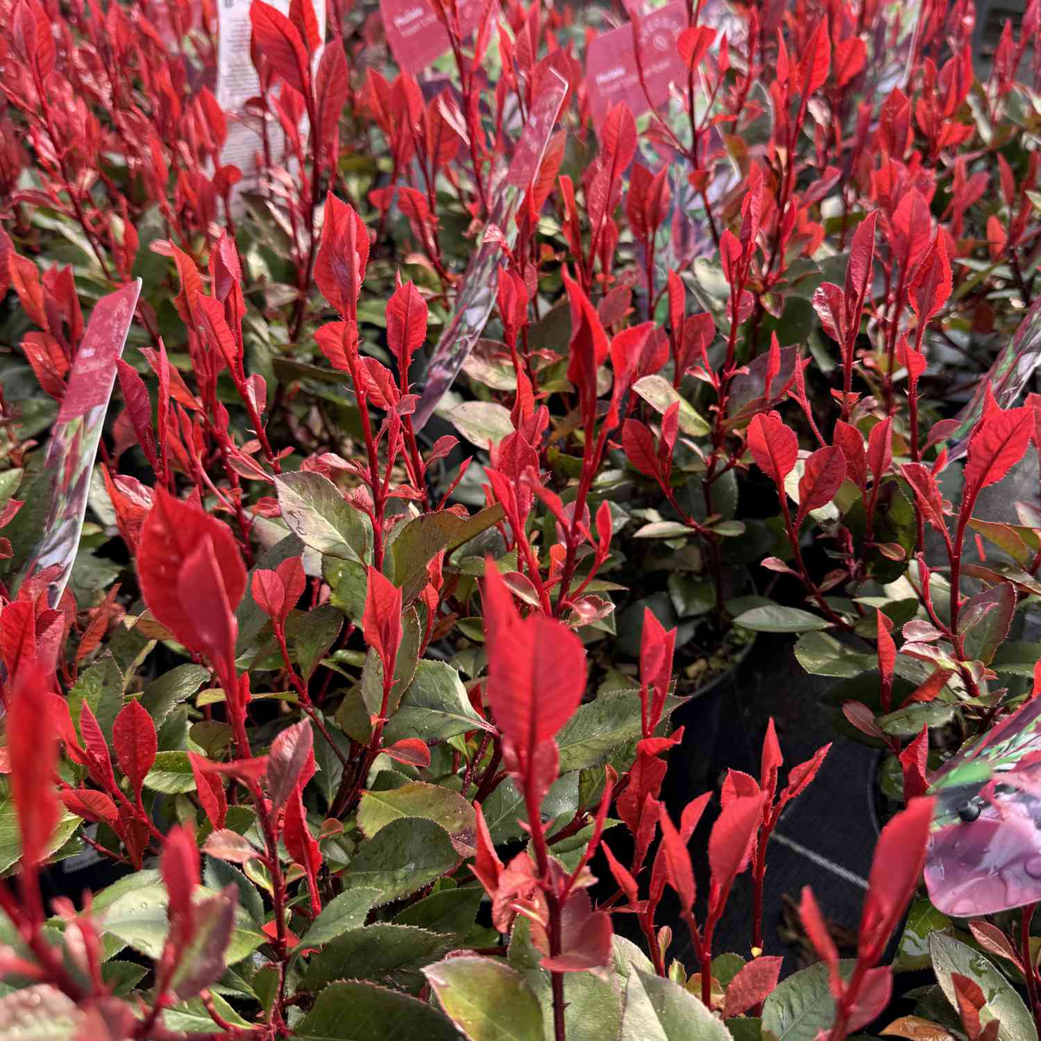 Rote Glanzmispel 'Little Red Robin'