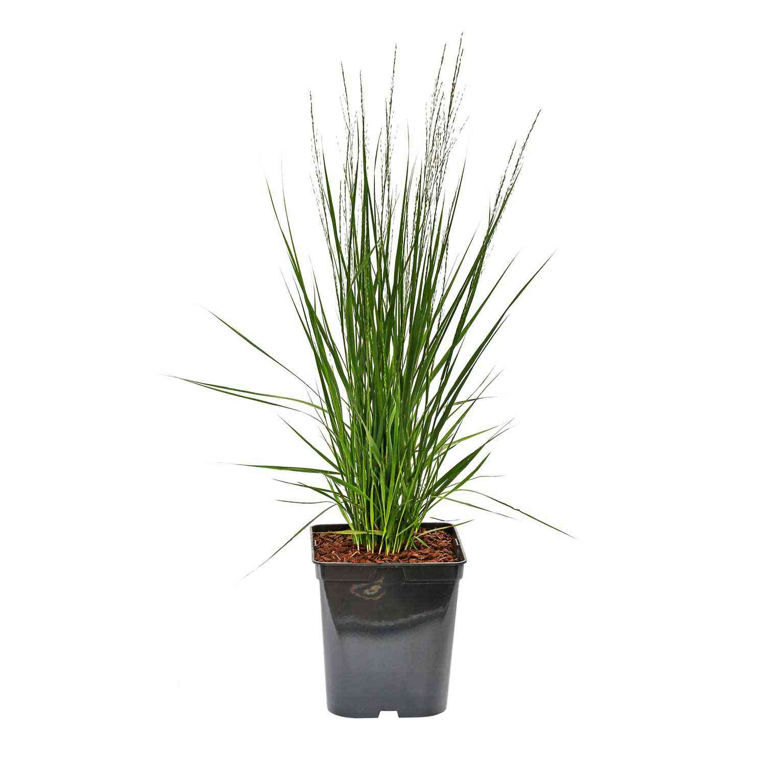 Kleines Pfeifengras 'Heidebraut'