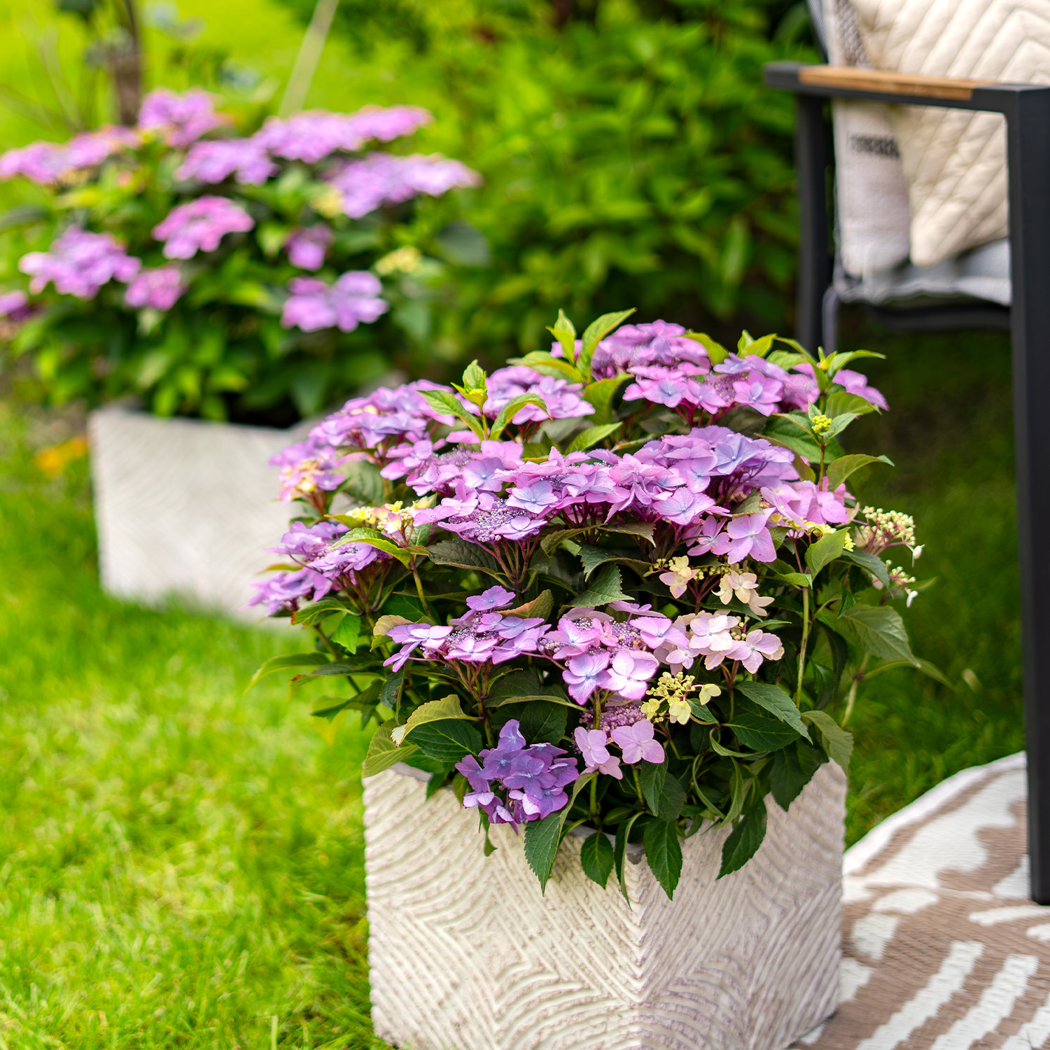Hortensie 'Bloombuster® Blau'