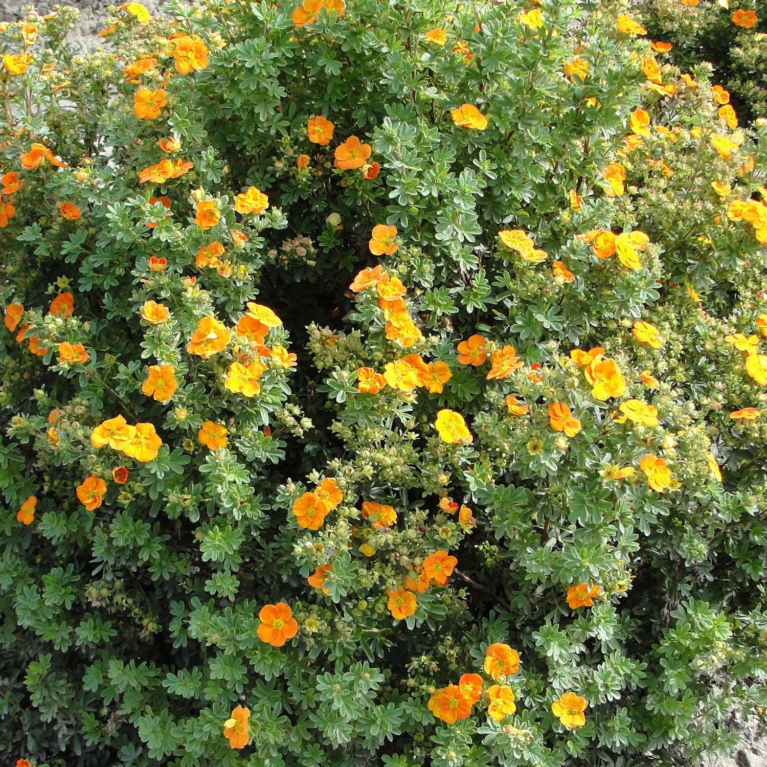 Fingerstrauch 'Mandarin Tango®' Liefergröße: 30 - 40 cm
