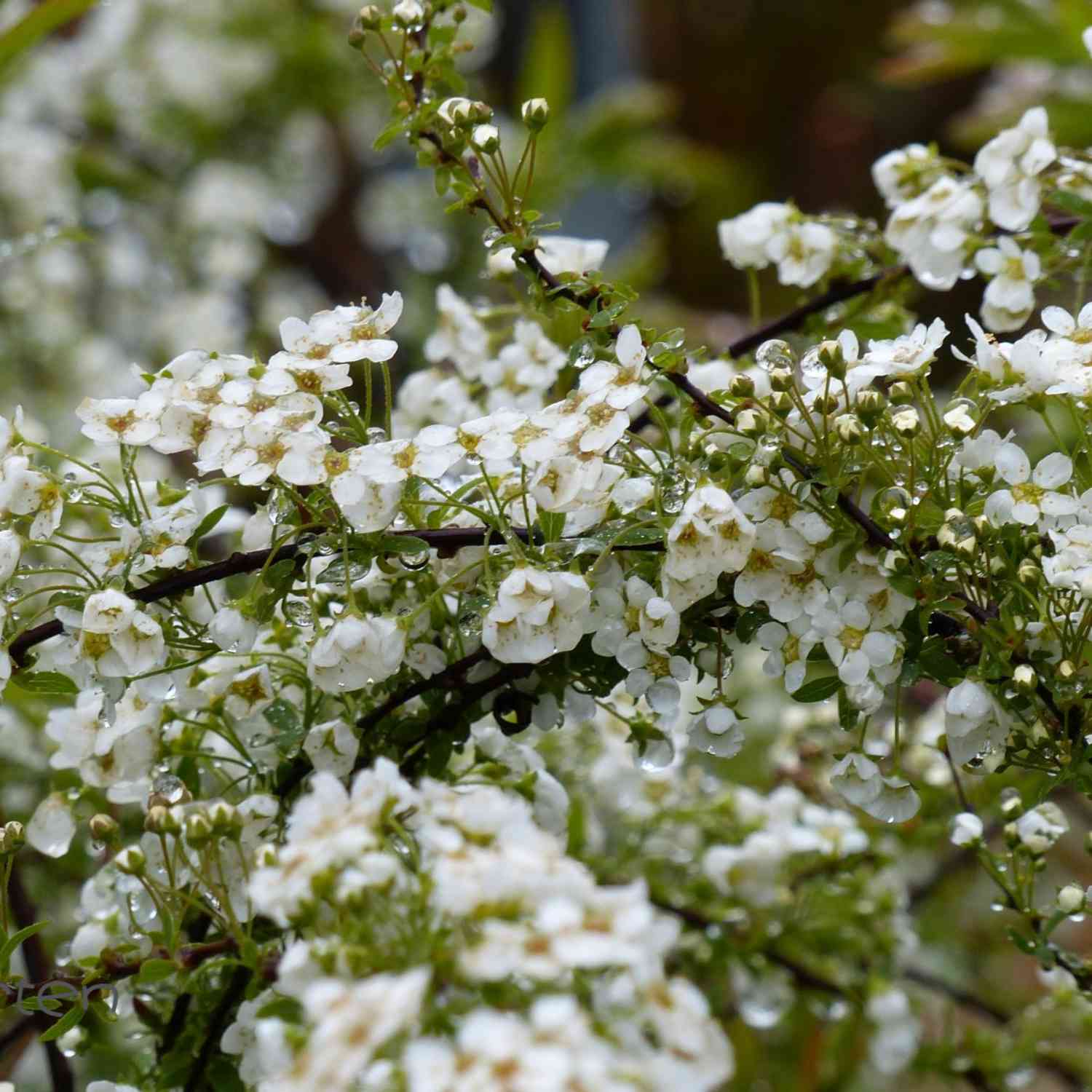 Weiße Rispenspiere 'Grefsheim'