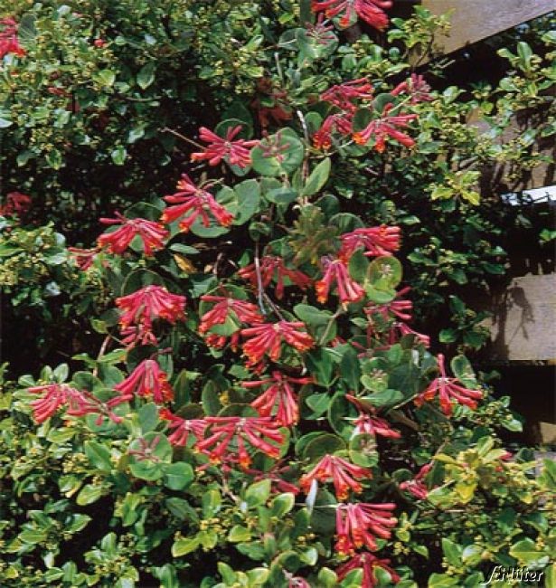 Fuchsienblütige Geißschlinge 'Dropmore Scarlet' Fuchsienblütige Geißschlinge 'Dropmore Scarlet'