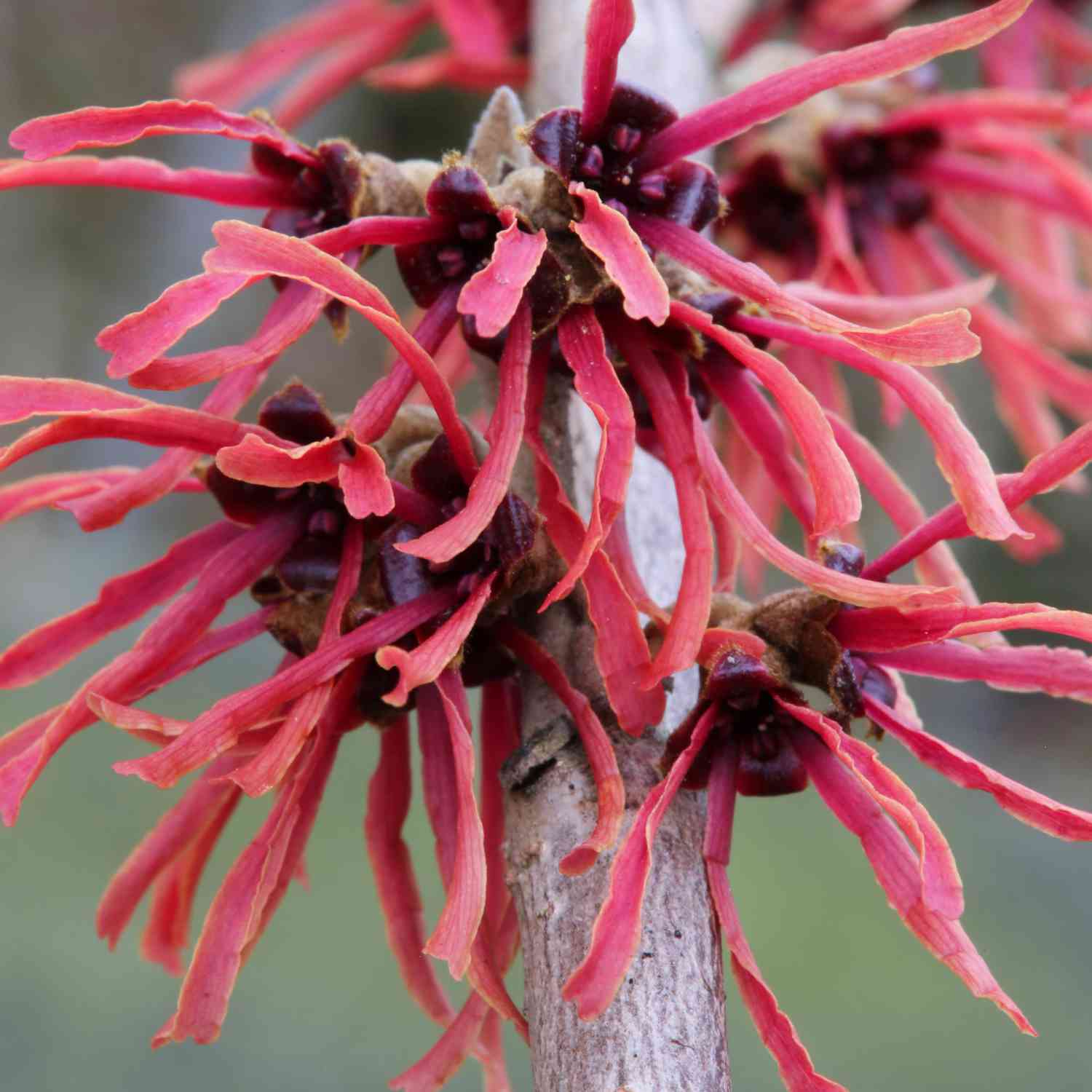 Zaubernuss 'Ruby Glow' Zaubernuss 'Ruby Glow'