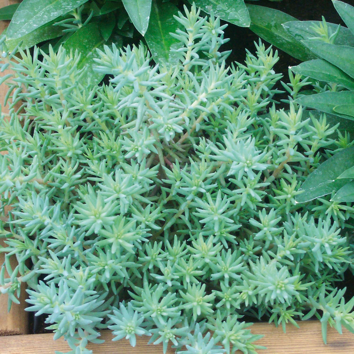 Kategorie <b>Stauden </b> - Dickrosettiges Fettblatt Lieferform: Im 9 cm Topf - Sedum reflexum