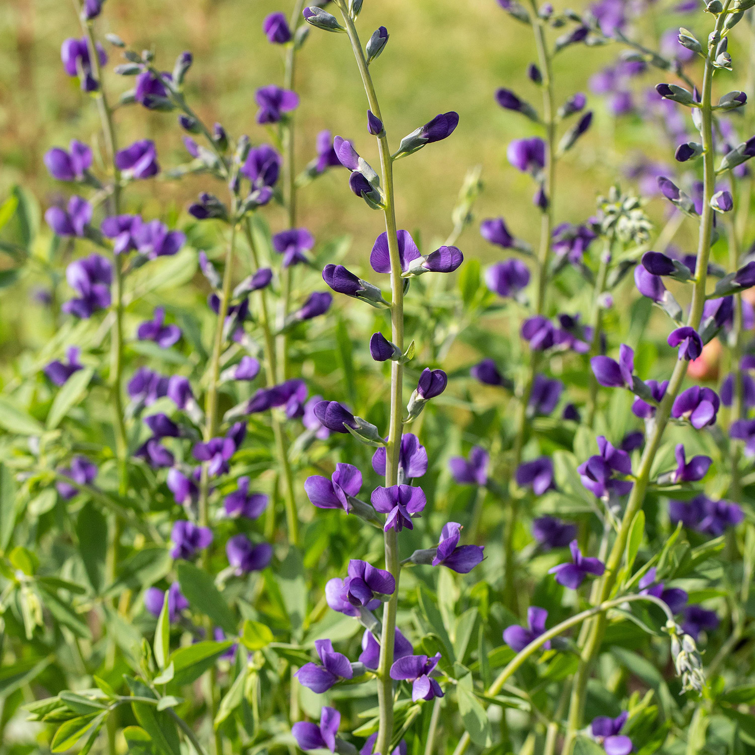 Blaue Färberhülse -  Indigolupine Lieferform: Im 9 cm Topf