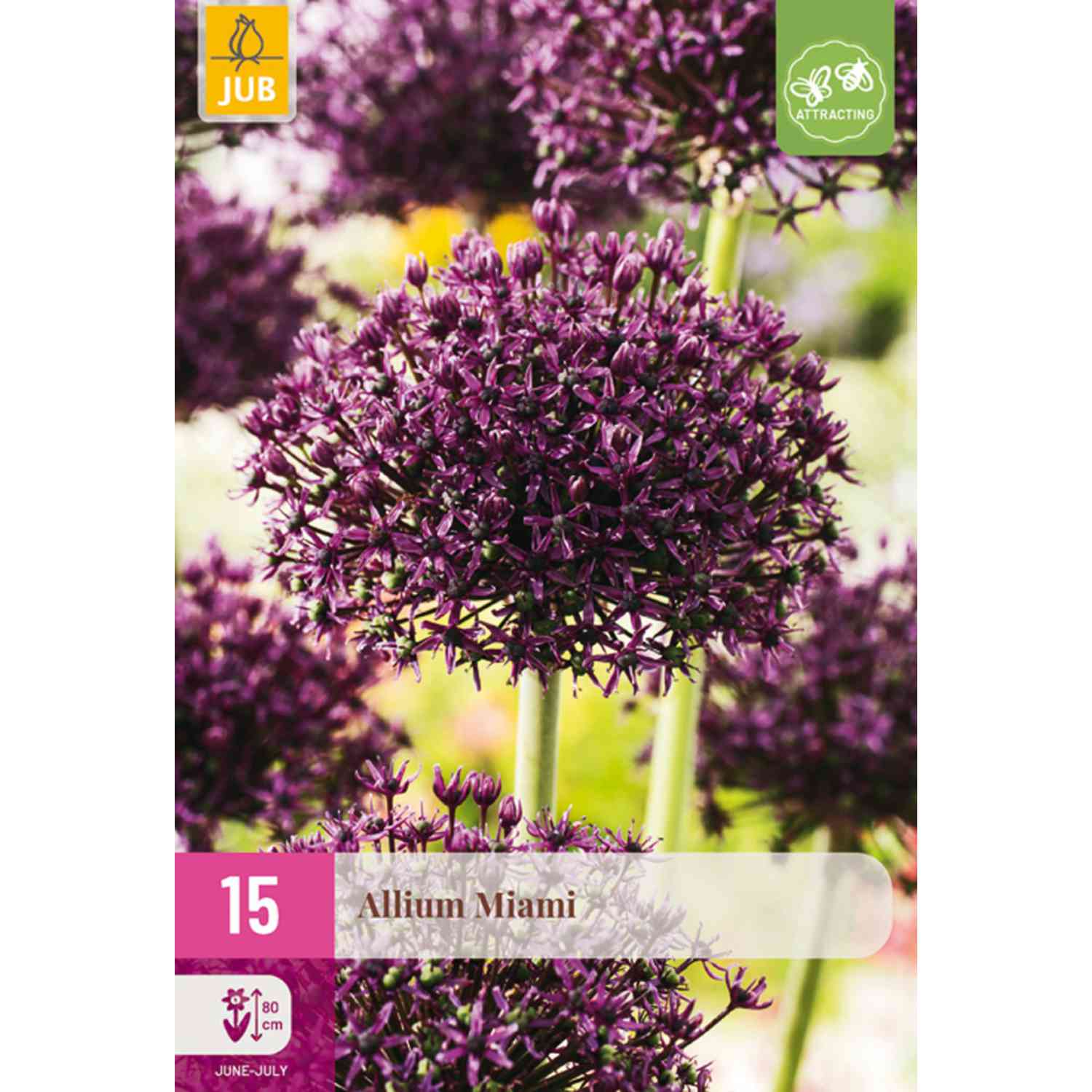Allium 'Miami®' - 15 Stück