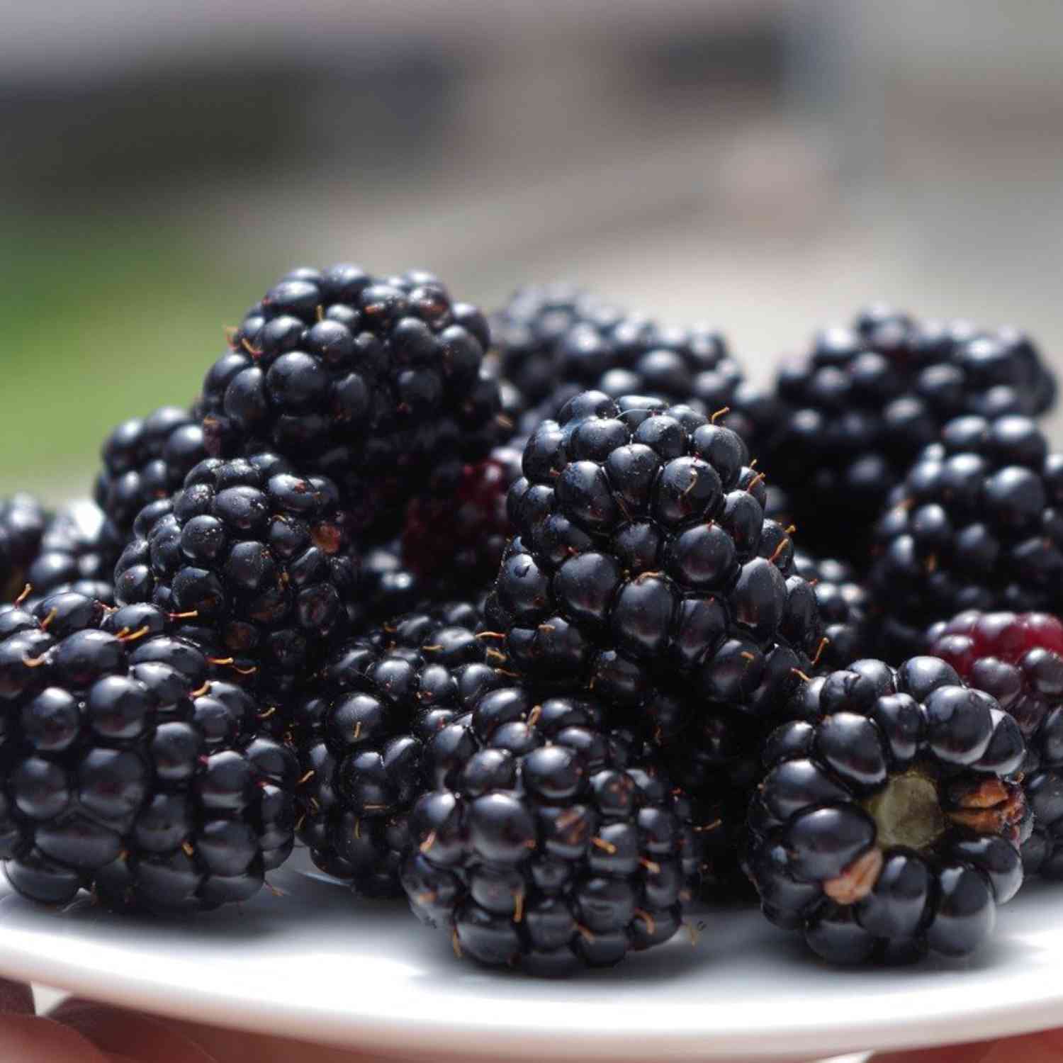 Dornenlose Brombeere 'Black Satin'