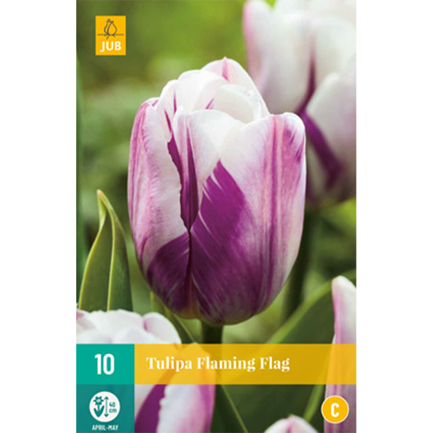 Triumph-Tulpe 'Flaming Flag' - 7 Stück Liefergröße: Zwiebelgröße 11/12