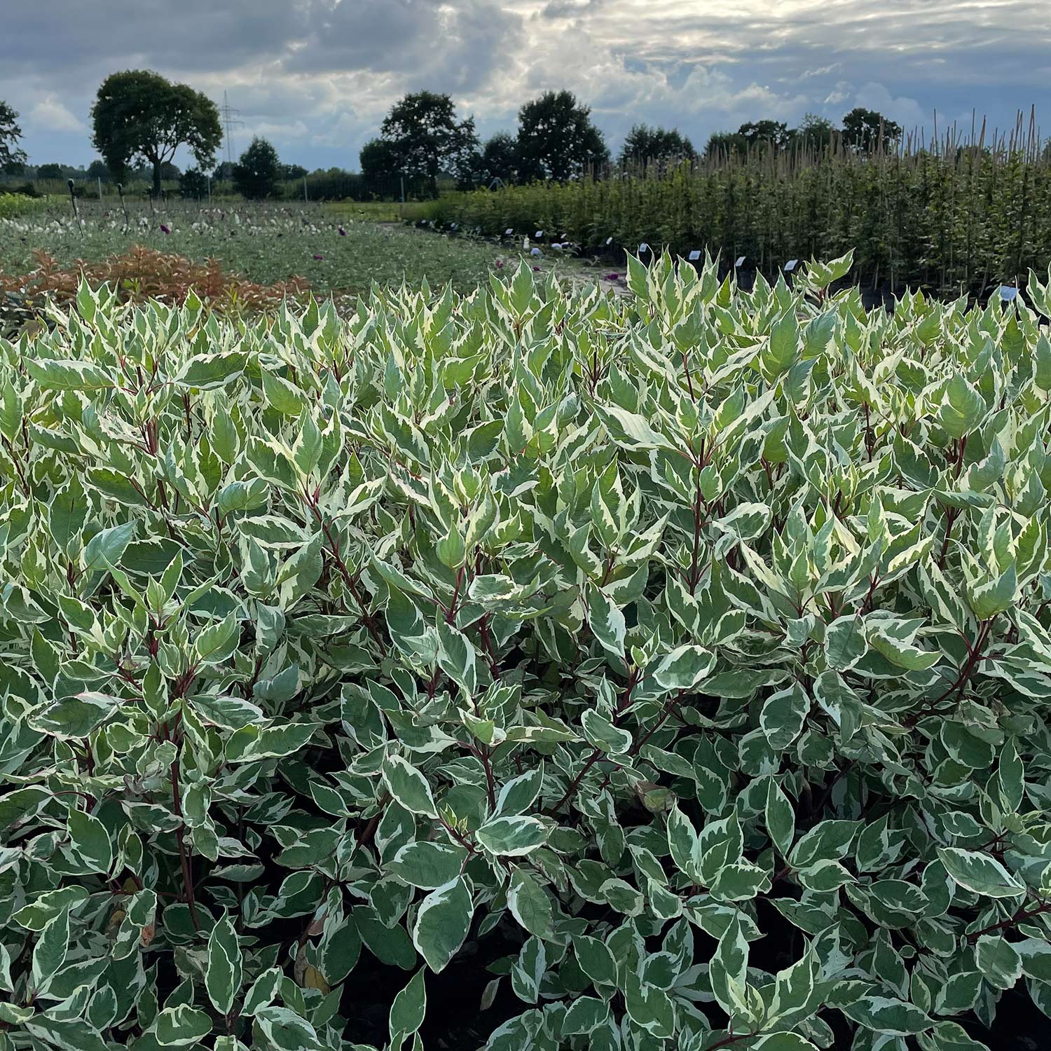 Weißbunter Hartriegel 'Elegantissima' 3 Liter, 40 - 60 cm Liefergröße: 40 - 60 cm