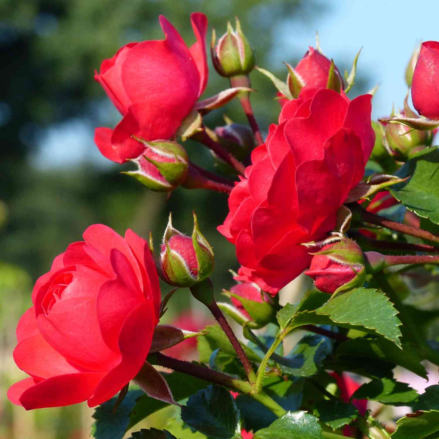 Bodendeckerrose 'Gärtnerfreude®' - ADR-Rose