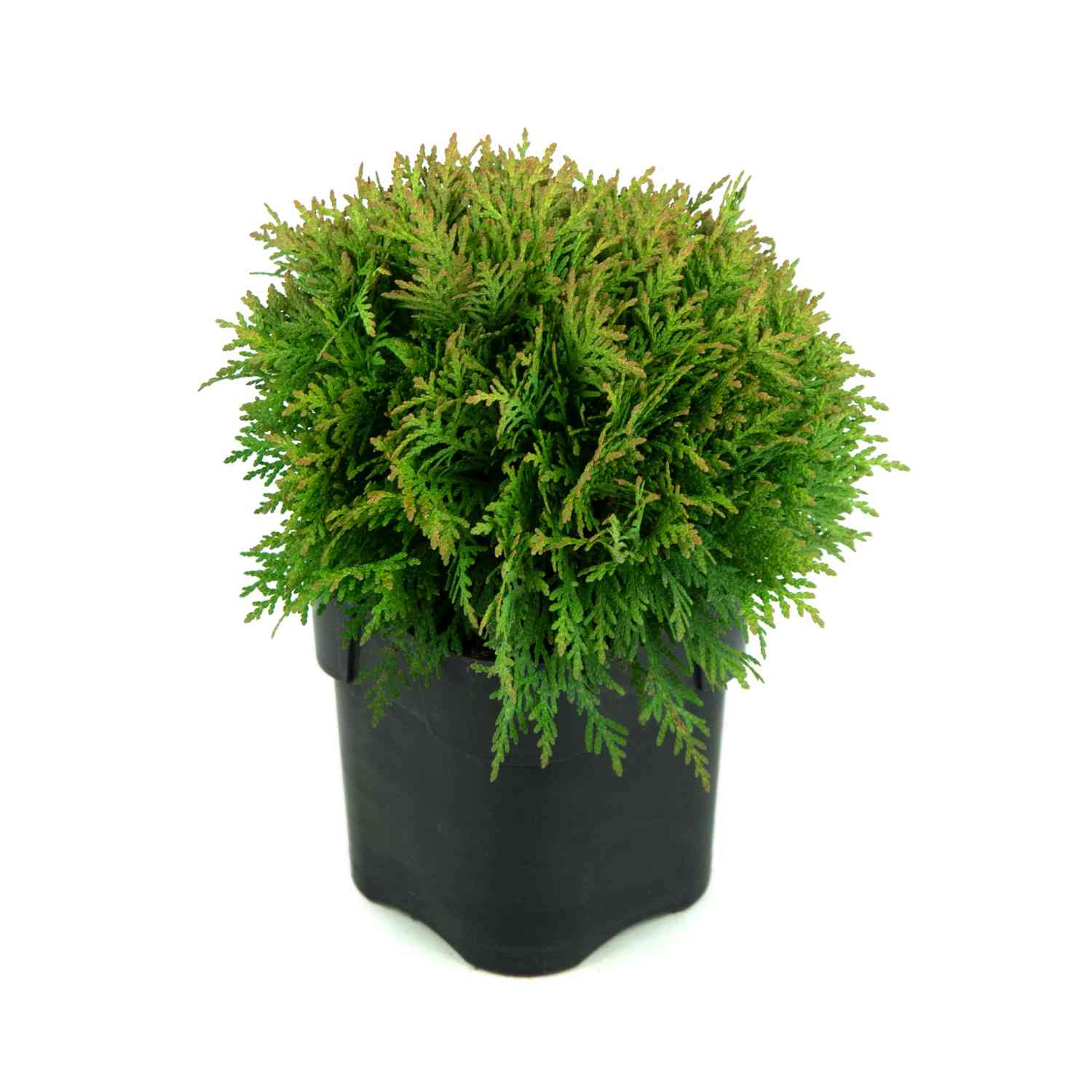 Kugel-Lebensbaum 'Danica' Kugel-Lebensbaum 'Danica'