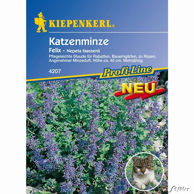 Katzenminze 'Felix' Lieferform: Portionssaatgut