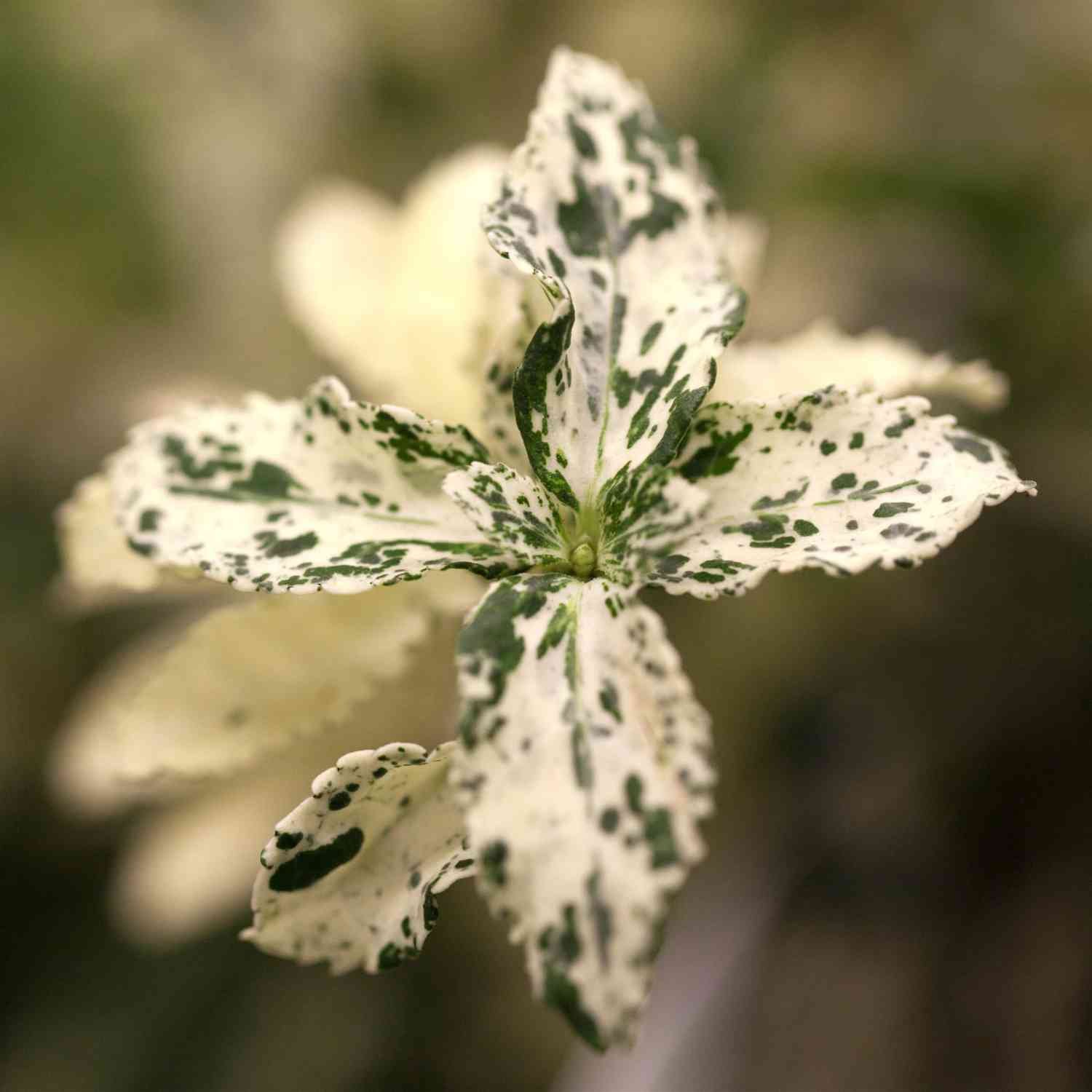 Kriechspindel 'Harlequin'