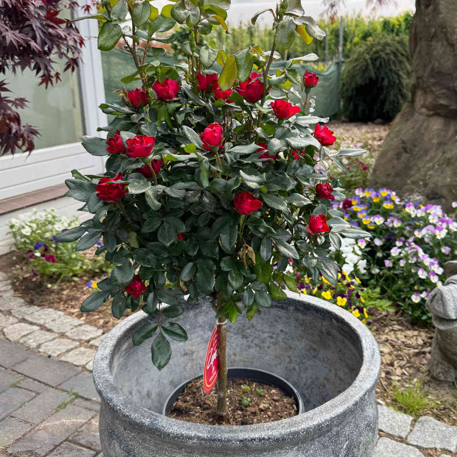 Topfrose 'Zepeti®' - 40cm Stamm